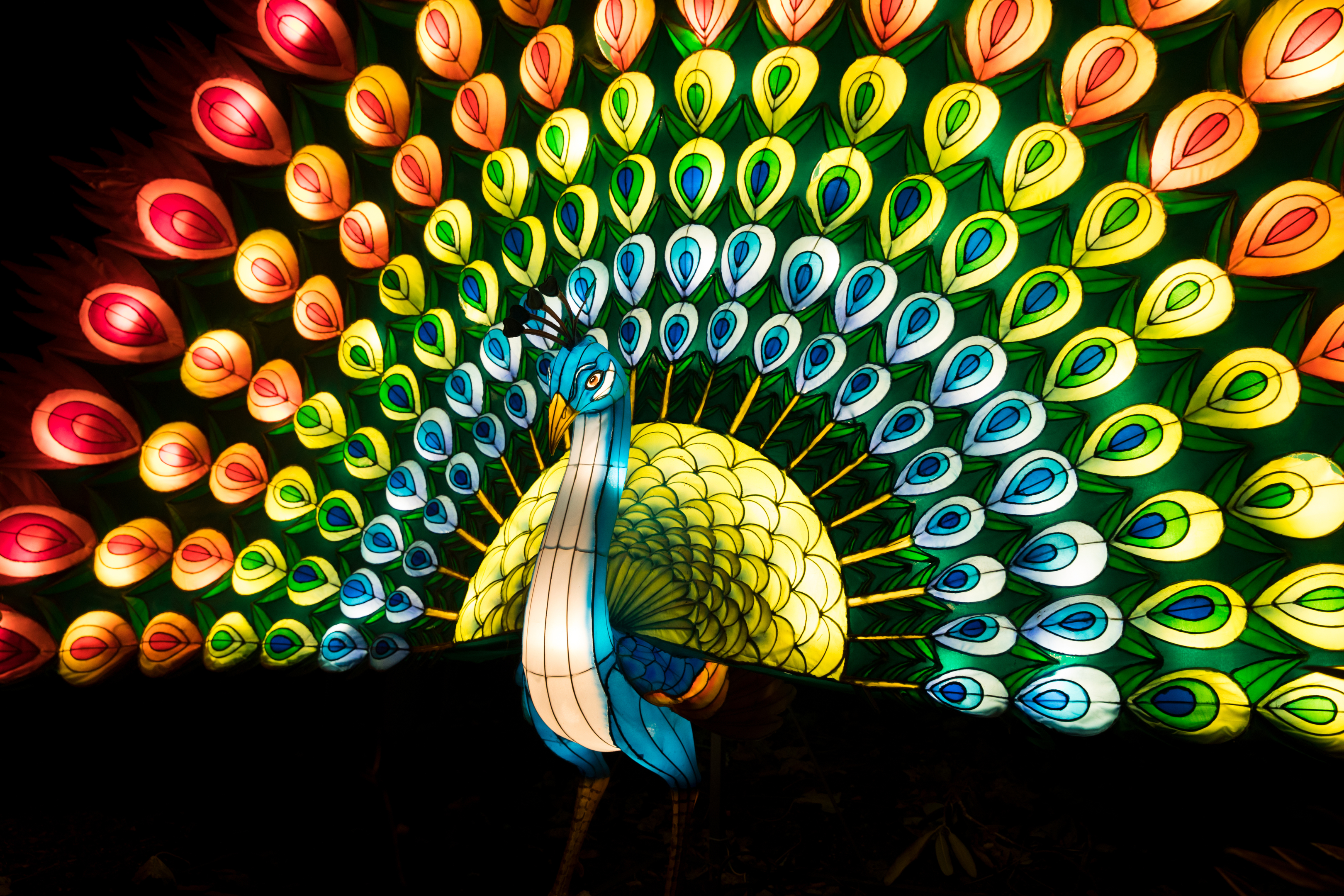 A peacock lantern at The Giant Lanterns of China exhibition at Edinburgh Zoo (RZSS)