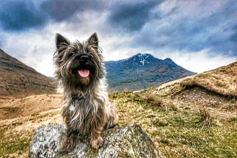 Nothing seems to put Oran off reaching the top of Munros, even if the snow is deeper than he is tall