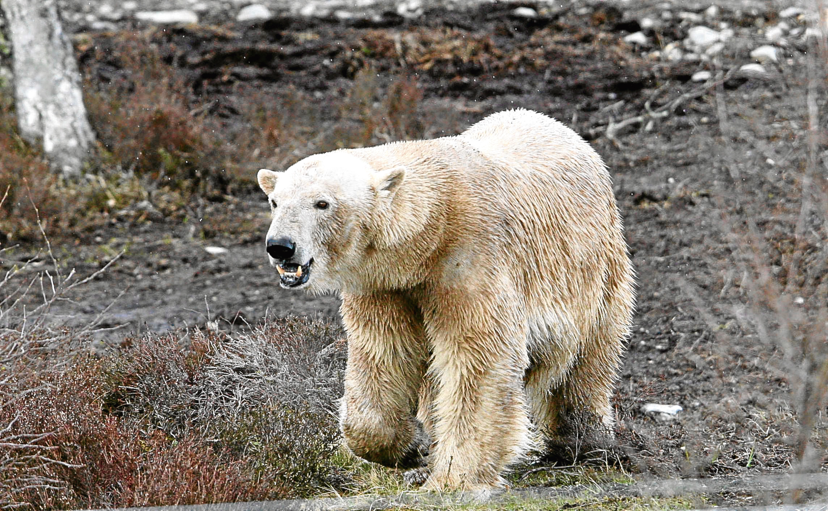 Victoria, Highland Wildlife Park's polar bear (Peter Jolly)