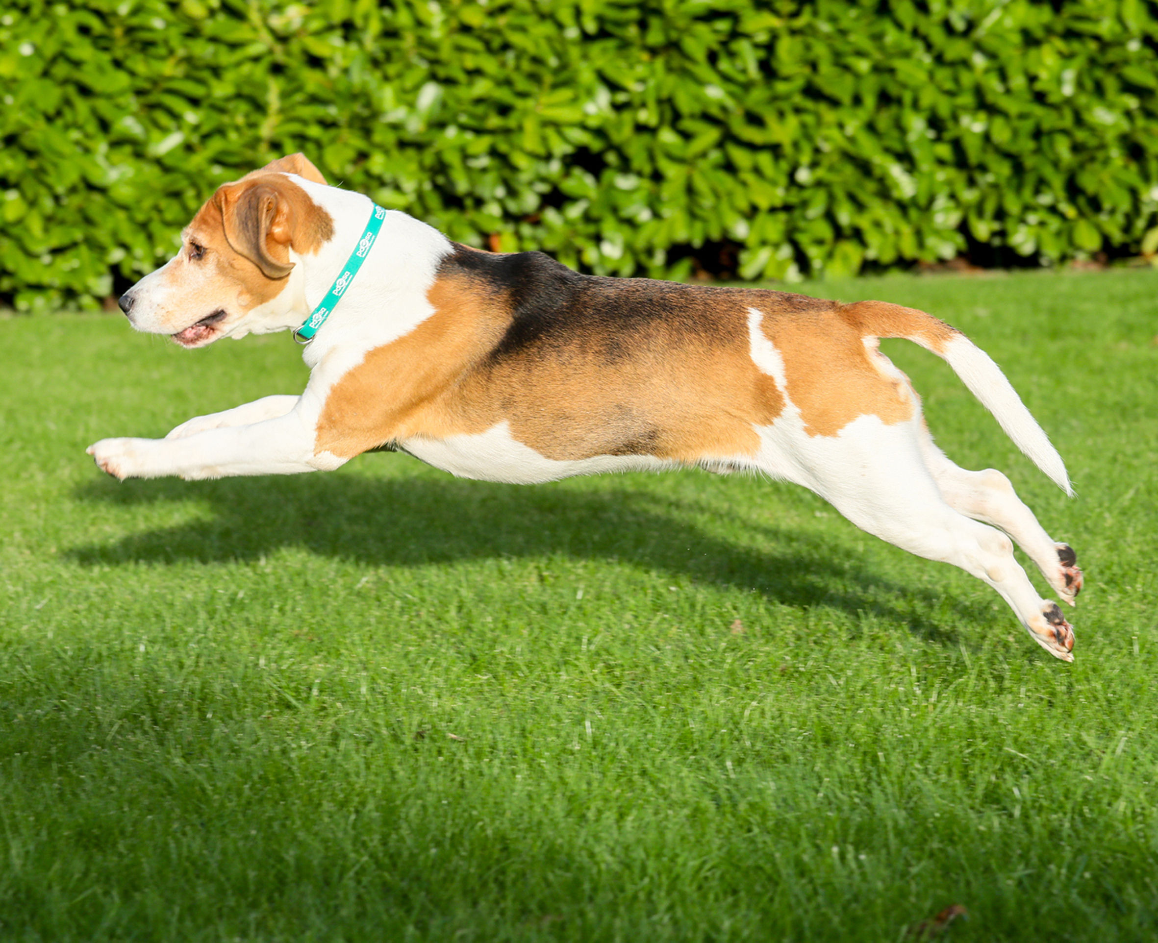 Alfie lost more than a third of his weight in just six months, going from a whopping 4st 10lb (30kg) down to just under 20kg. (PDSA/PA Wire)