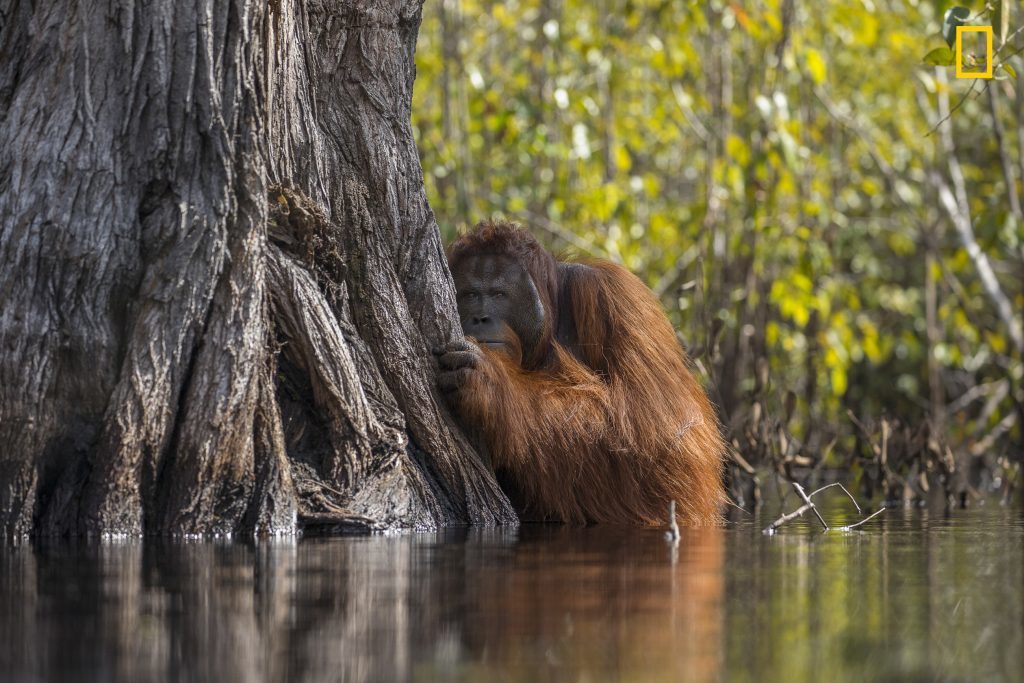 1st Place/Grand Prize: Photograph by Jayaprakash Joghee Bojan, National Geographic Your Shot A male orangutan peers from behind a tree while crossing a river in Borneo, Indonesia. -http://photography.nationalgeographic.com/nature-photographer-of-the-year-2017/