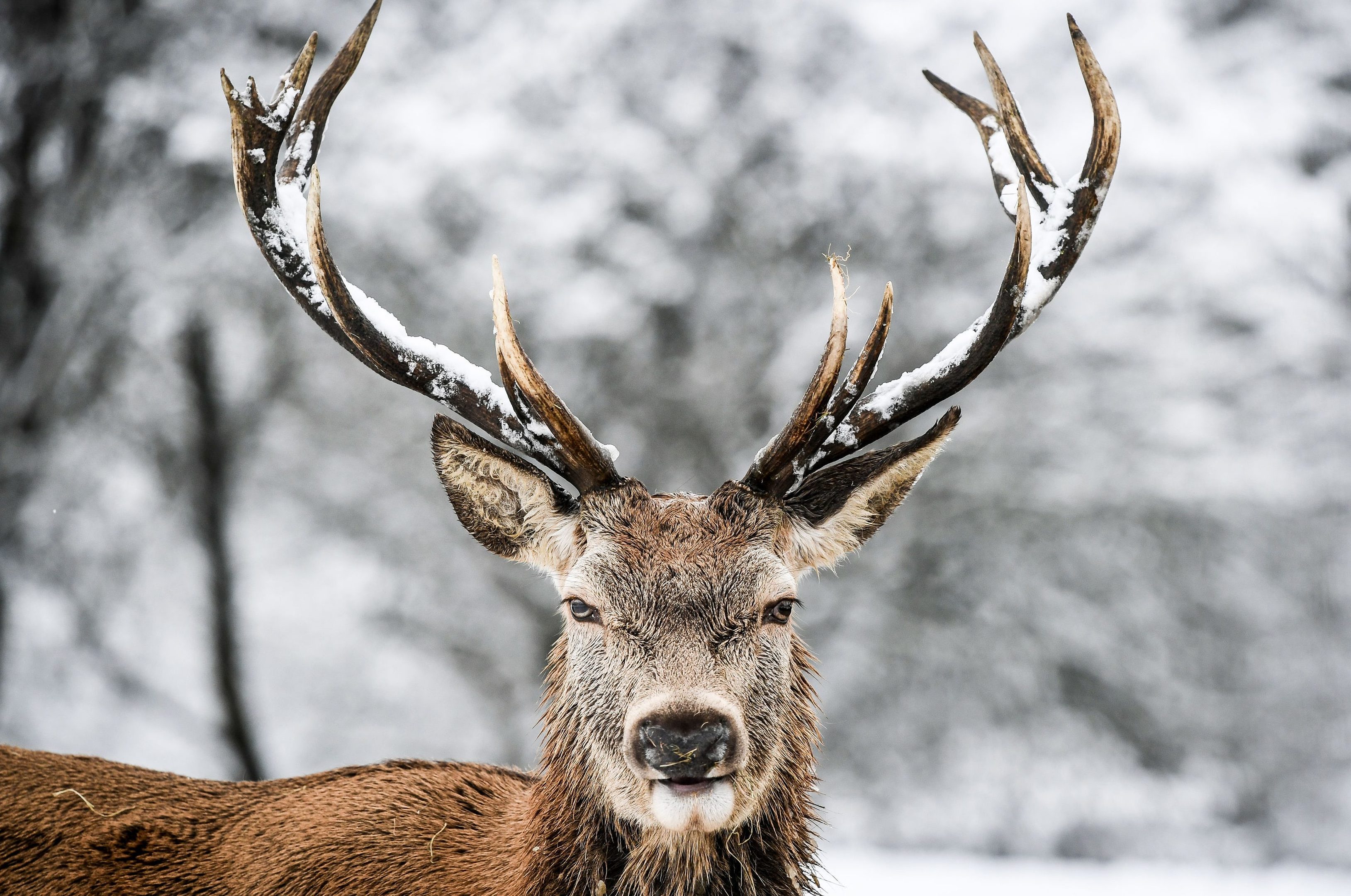 A stag in the settling snow on the Cotswold hills (Ben Birchall/PA Wire)