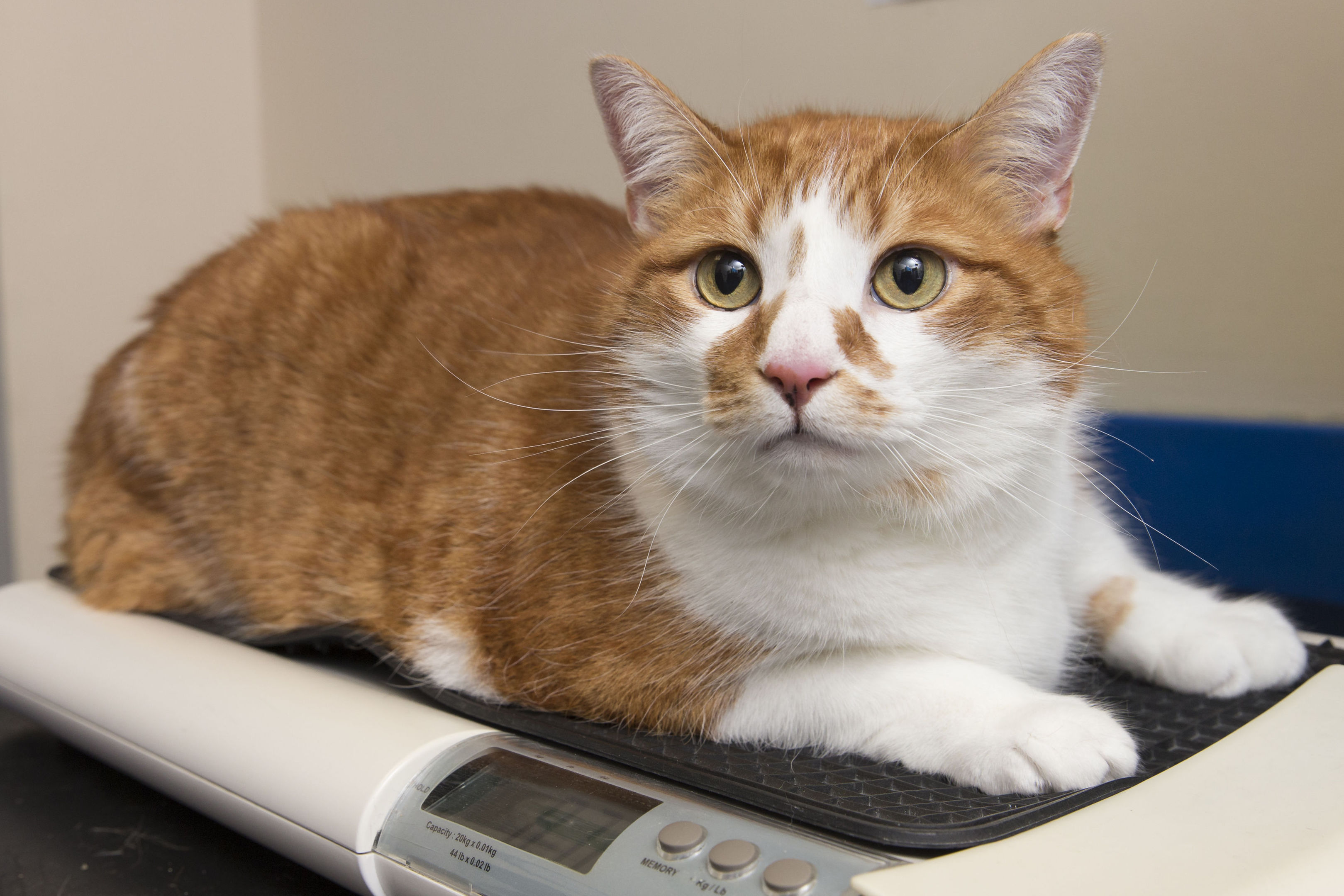 Pumpkin after he lost 3lb (1.46kg) to be crowned cat winner in the PDSA Pet Fit Club slimming competition (Ross Johnston/PDSA/PA Wire)