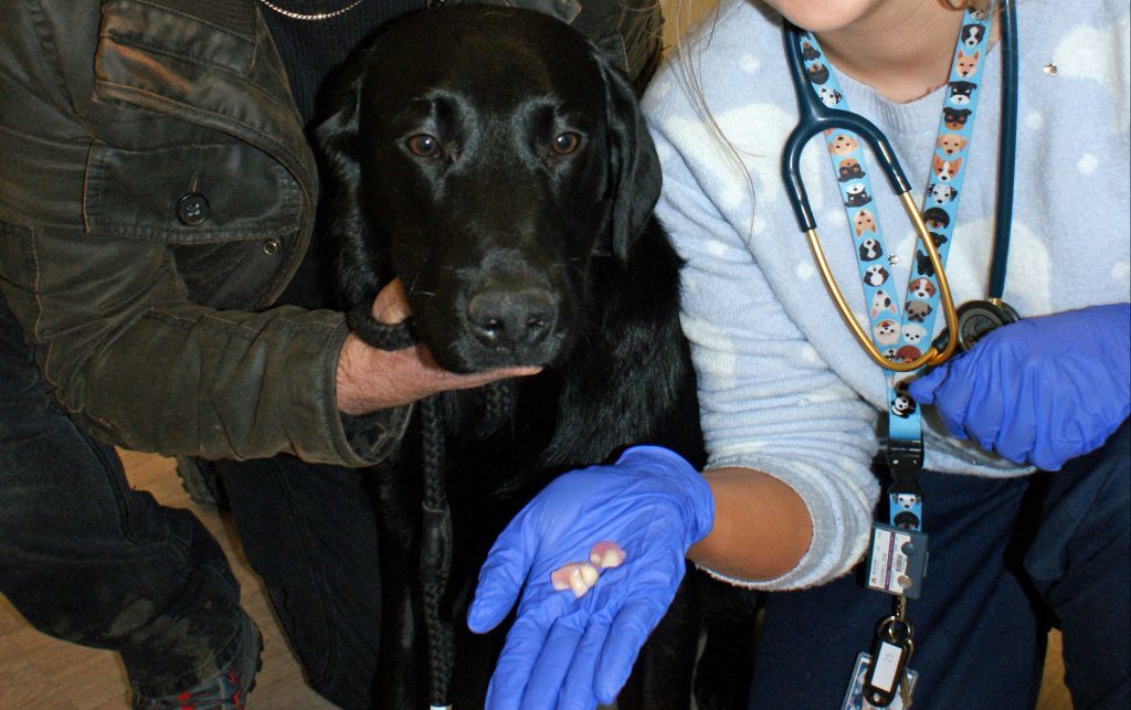 Labrador rushed to the vet after swallowing false teeth The Sunday Post
