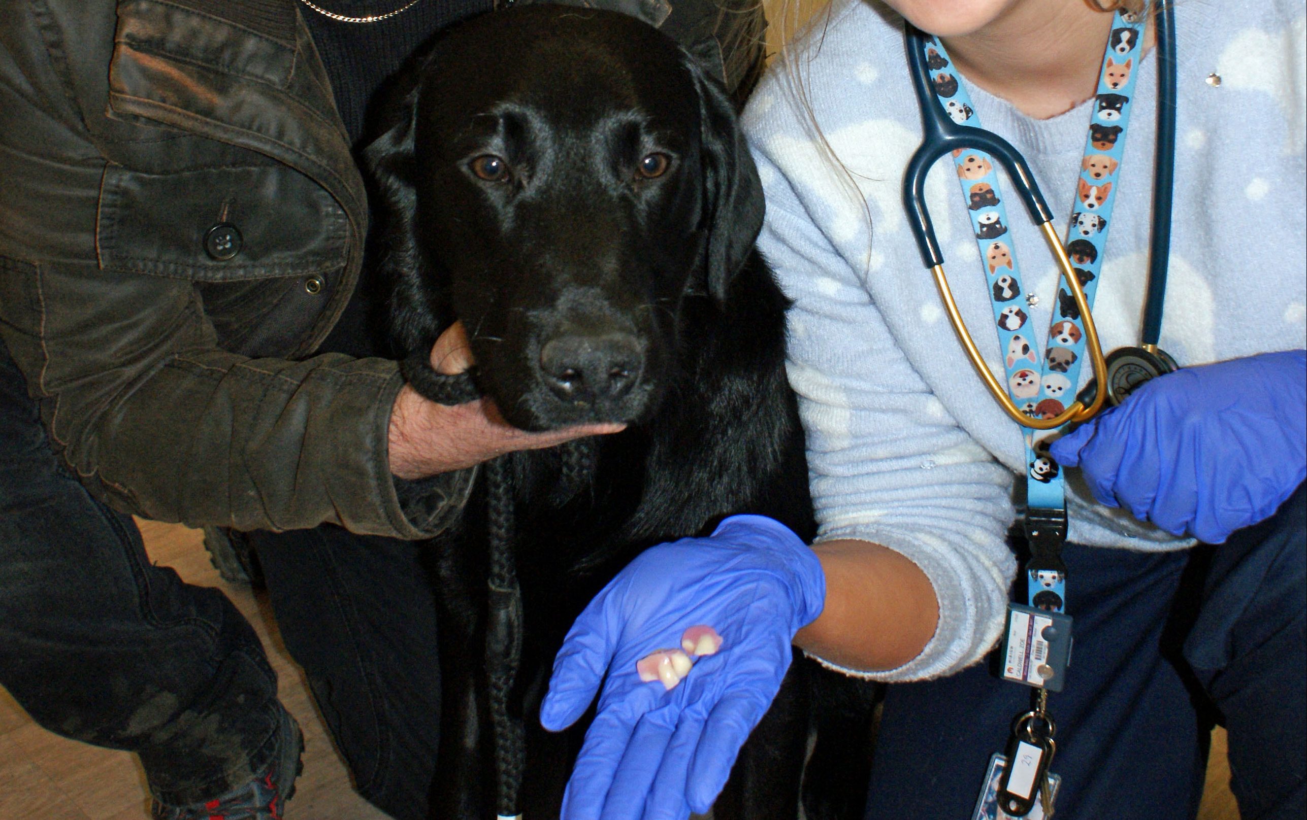 Labrador Kai swallowed false teeth (Roundhouse Veterinary Hospital/PA Wire)