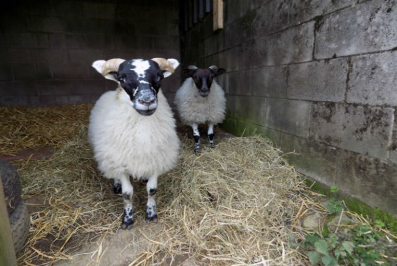 Carrot and Turnip (Scottish SPCA)