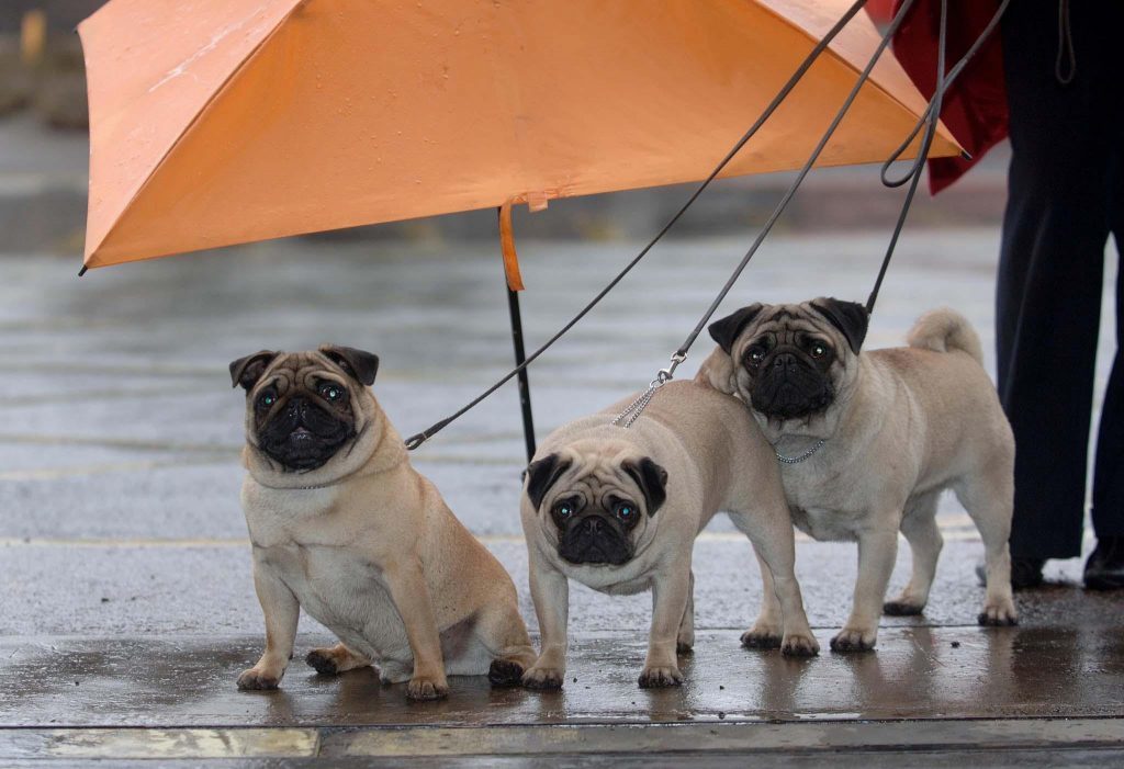 Pugs Jack, Jill and Jason (David Jones/PA)