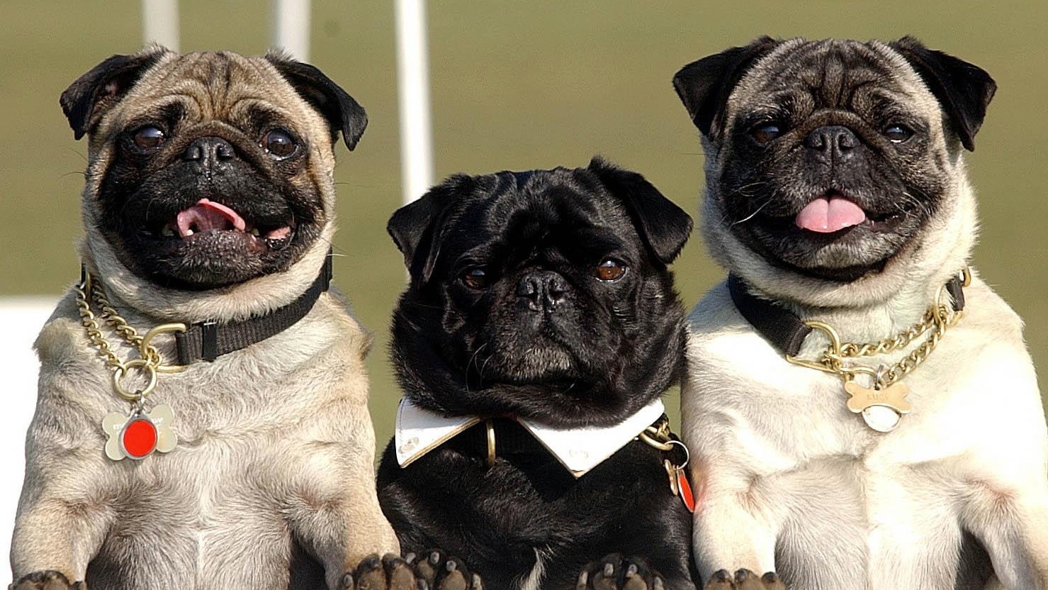 Pugs have seen a huge surge in popularity (David Jones/PA)