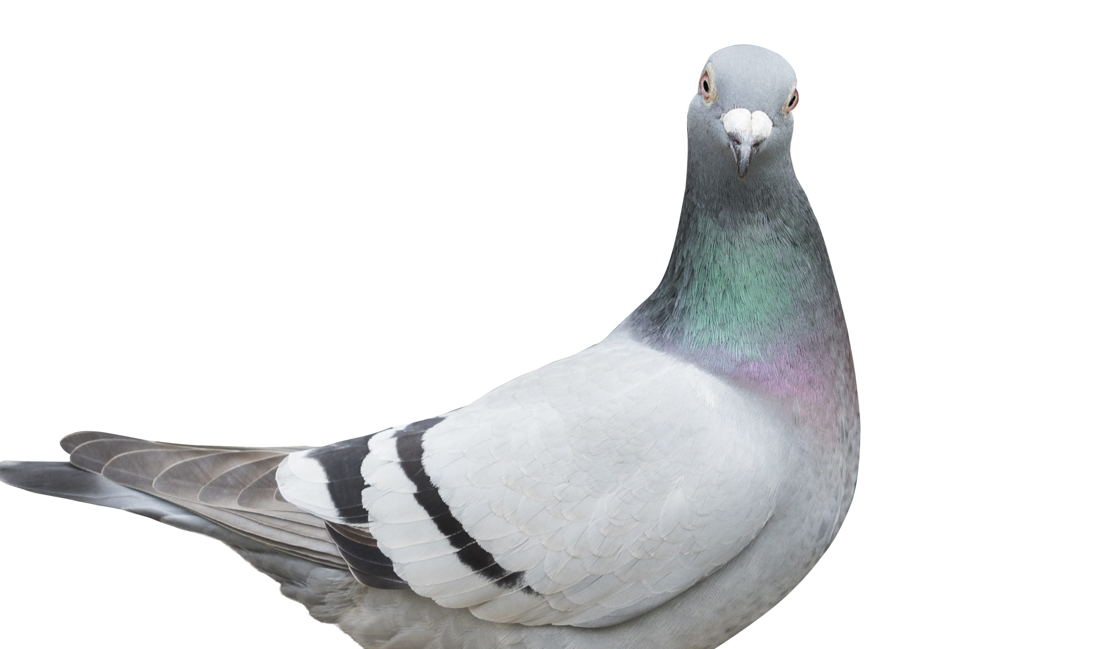 Surgeon vet Romain Pizzi has even worked to save a pigeon (iStock)
