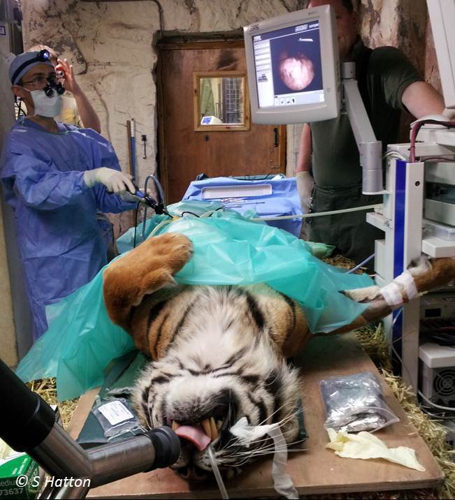 Surgeon vet Romain Pizzi, working on some of his patients.