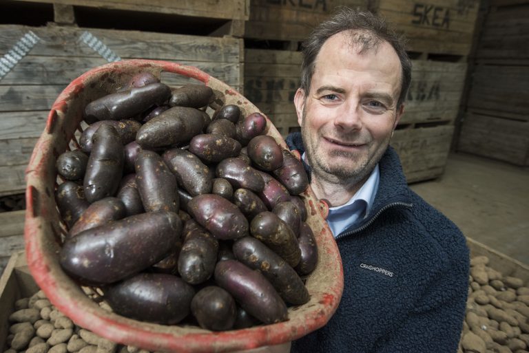 Black potatoes are red hot for trendsetting chefs The Sunday Post