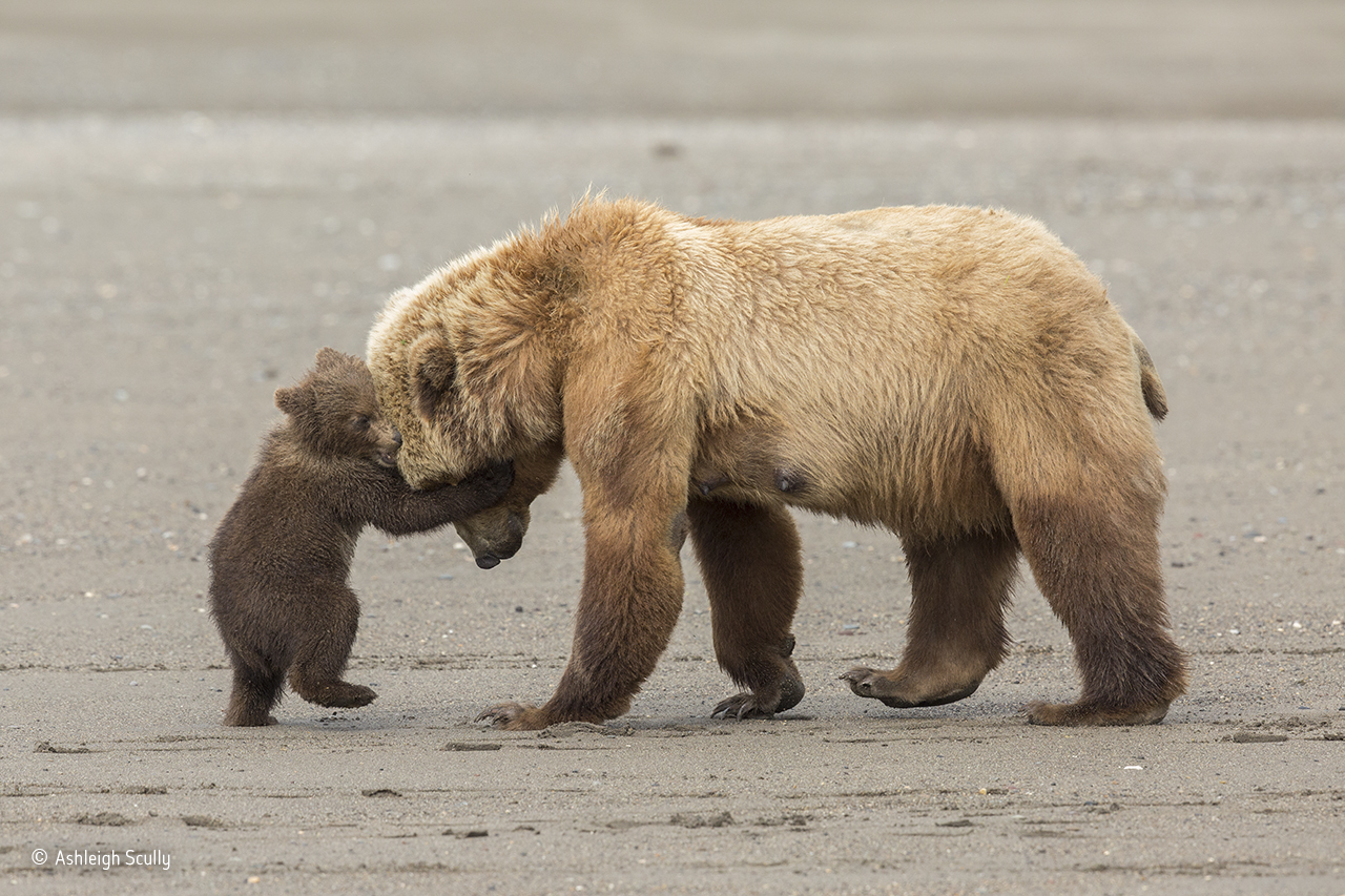 Bear Hug (Ashleigh Scully/Young Wildlife Photographer of the Year)