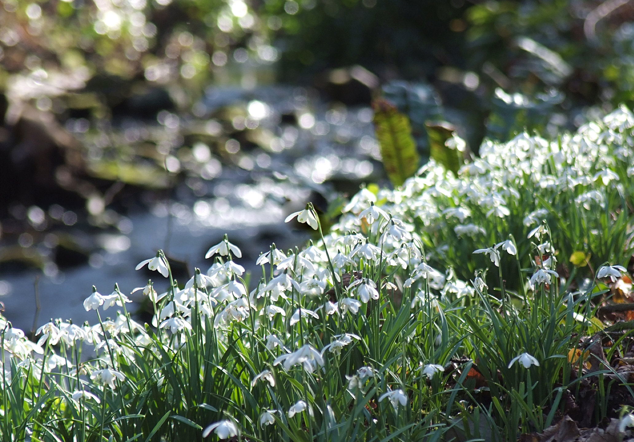 Cambo Snowdrops