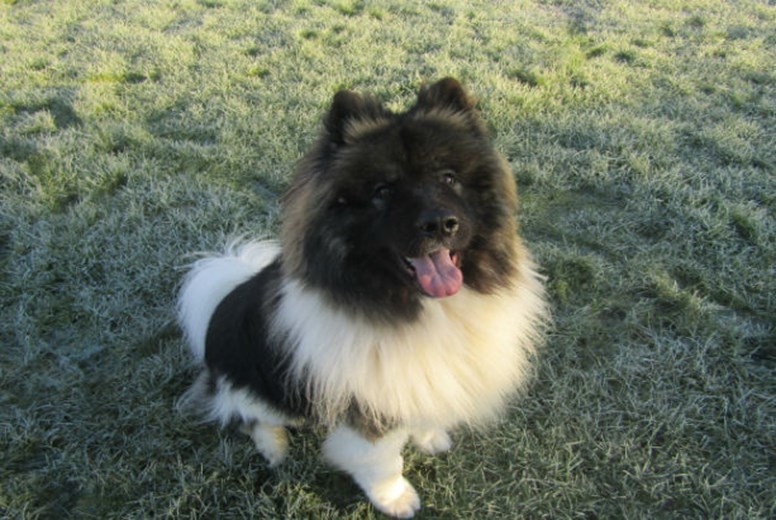 Duke (Scottish SPCA)