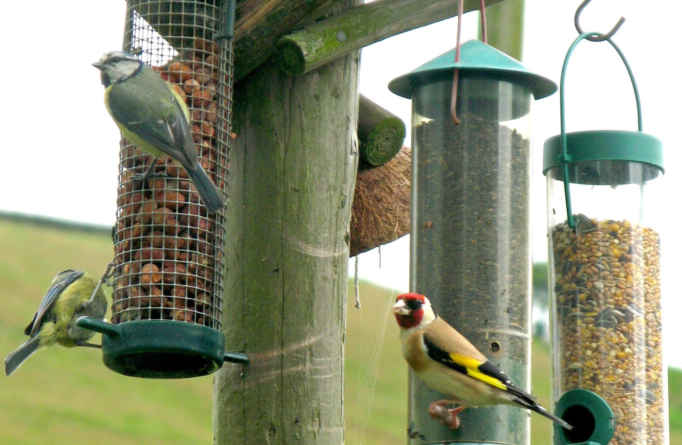 A Goldfinch and a pair of Blue Tits feeding from bird tables (Stephen Kelly/PA Wire)