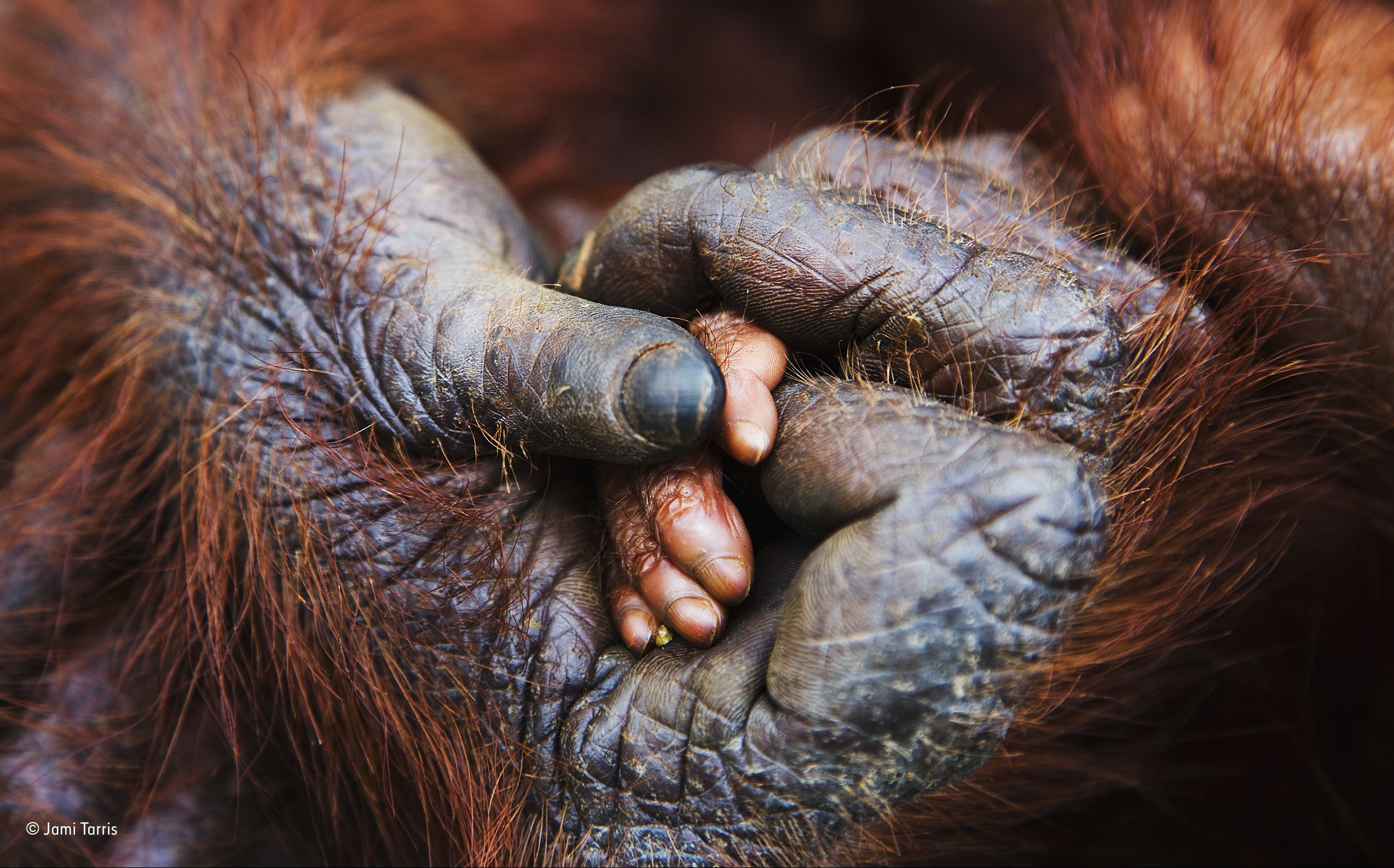 This close-up captures the touching moment an infant lays its smallhand in the big hand of its mother. Jami took this photograph whileshe was in Borneo working on a story about the effects of 
page 3of 6palm-oilagriculture on orangutan habitat. Loss of primary rainforest is aserious threat to this already critically endangered species. (Jami Tarris)