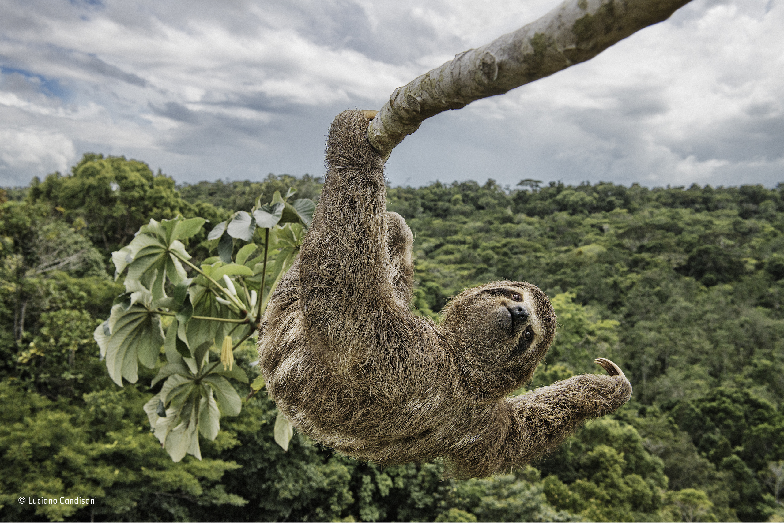 Sloth hanging outLuciano Candisani, BrazilLuciano had to climb the cecropia tree, in the protected Atlanticrainforest of southern Bahia, Brazil, to take an eye-level shot of thisthree-toed sloth. Sloths like to feed on the leaves of these trees,and so they are often seen high up in the canopy.