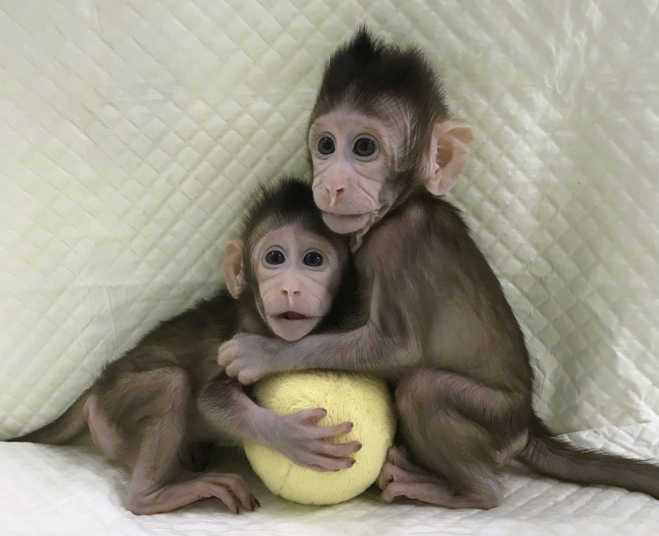 Identical long-tailed macaques Zhong Zhong and Hua Hua were born eight and six weeks ago, respectively, at a laboratory in China. (Qiang Sun and Mu-ming Poo/Chinese Academy of Sciences/PA Wire)
