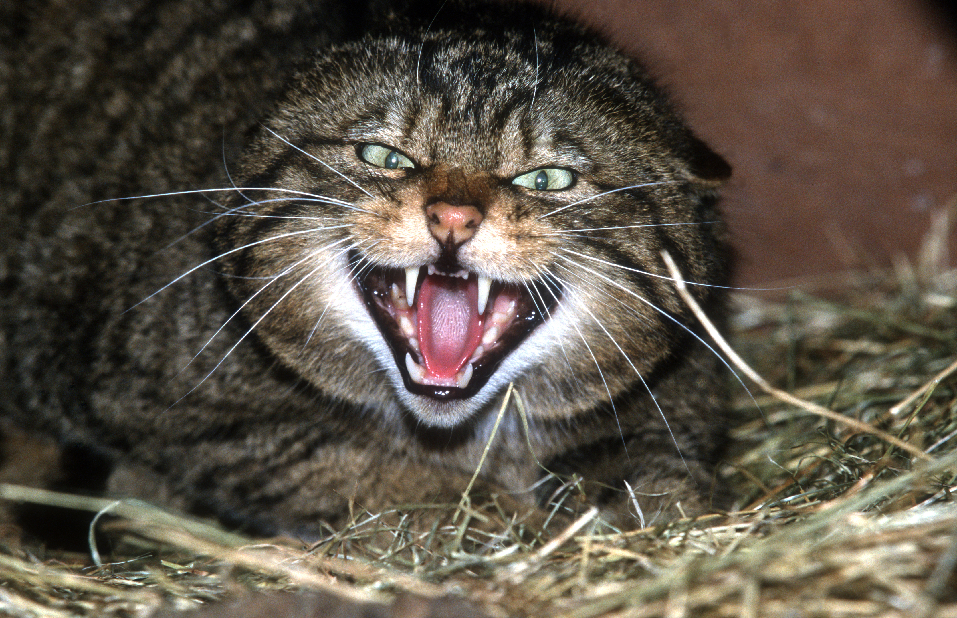 Scottish wildcat