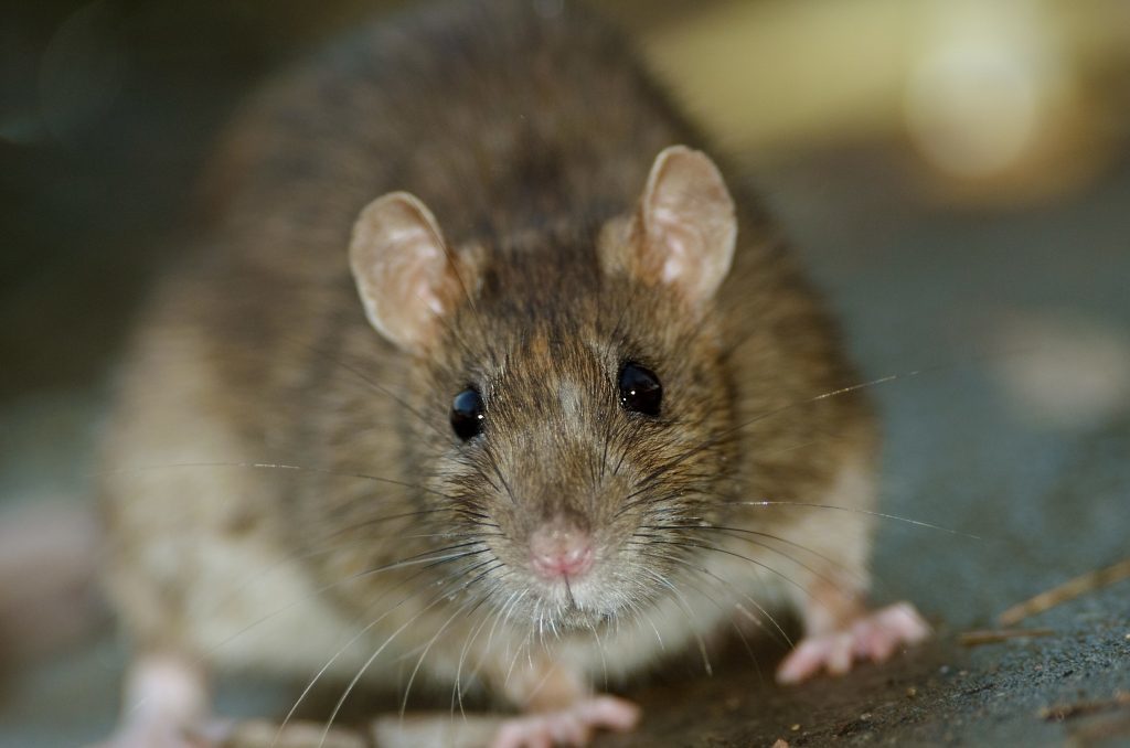 Rats coming in from the cold Experts warn freezing weather is driving