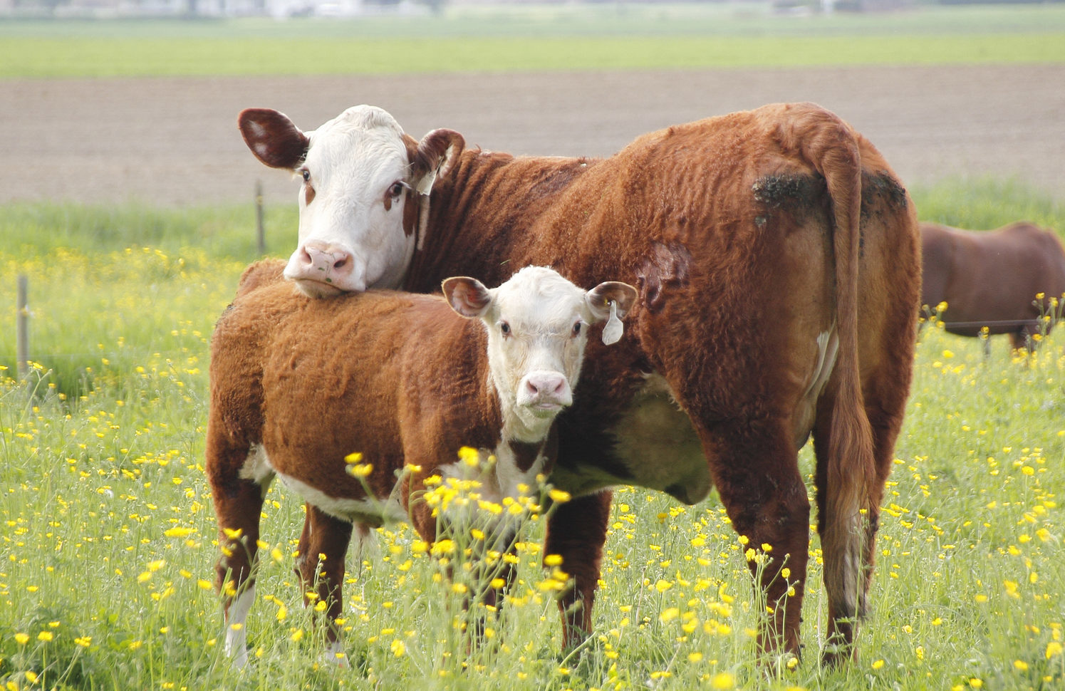 Cow and calf (Getty Images/iStock)