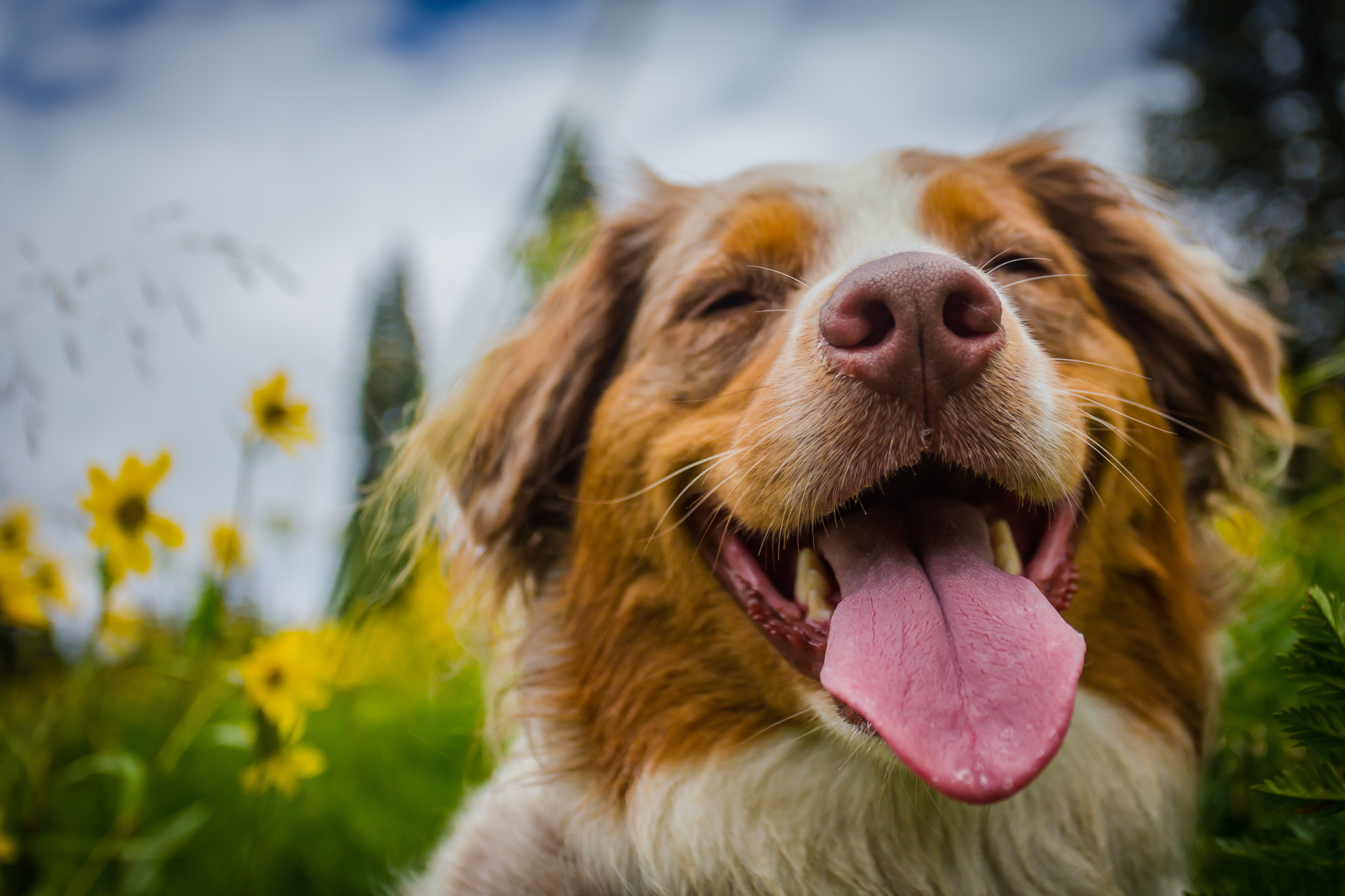 Environment Secretary Roseanna Cunningham confirmed the electric shock dog collar ban (Getty Images/iStock)