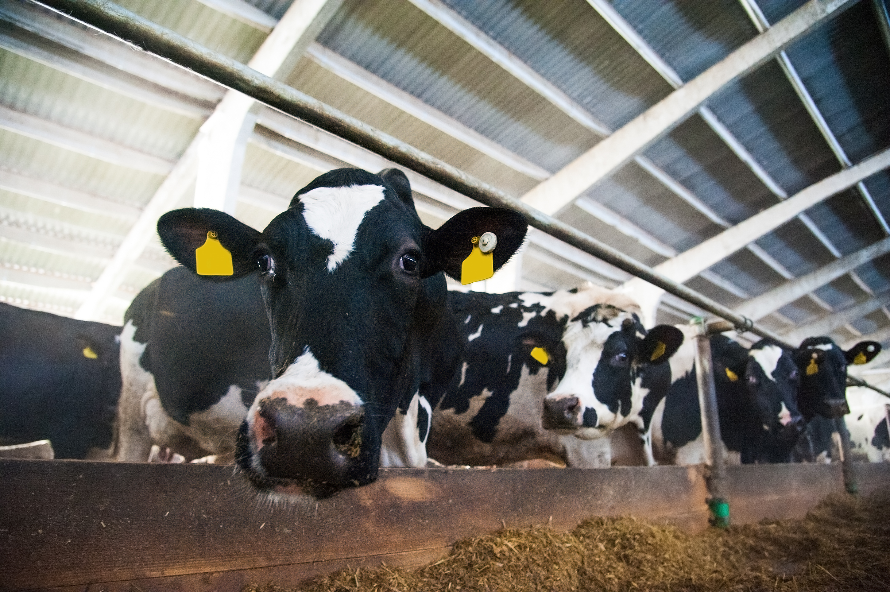 Dairy cows (iStock)