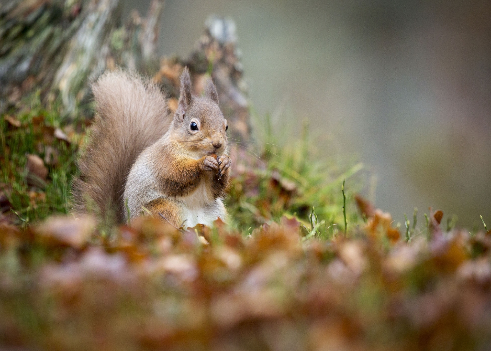 The new project aims to protect Scotland's natural environment and wildlife.