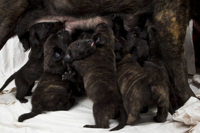 VIDEO: Meet the incredible litter of 14 puppies who will help save the