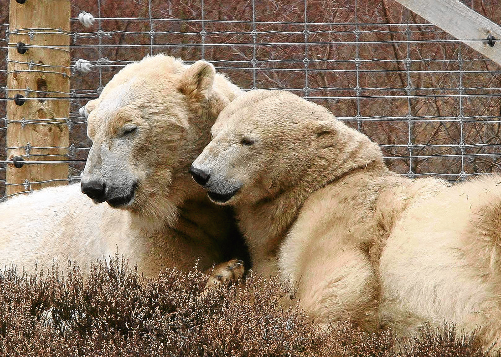 Polar bears at Highland Wildlife Park (Peter Jolly)