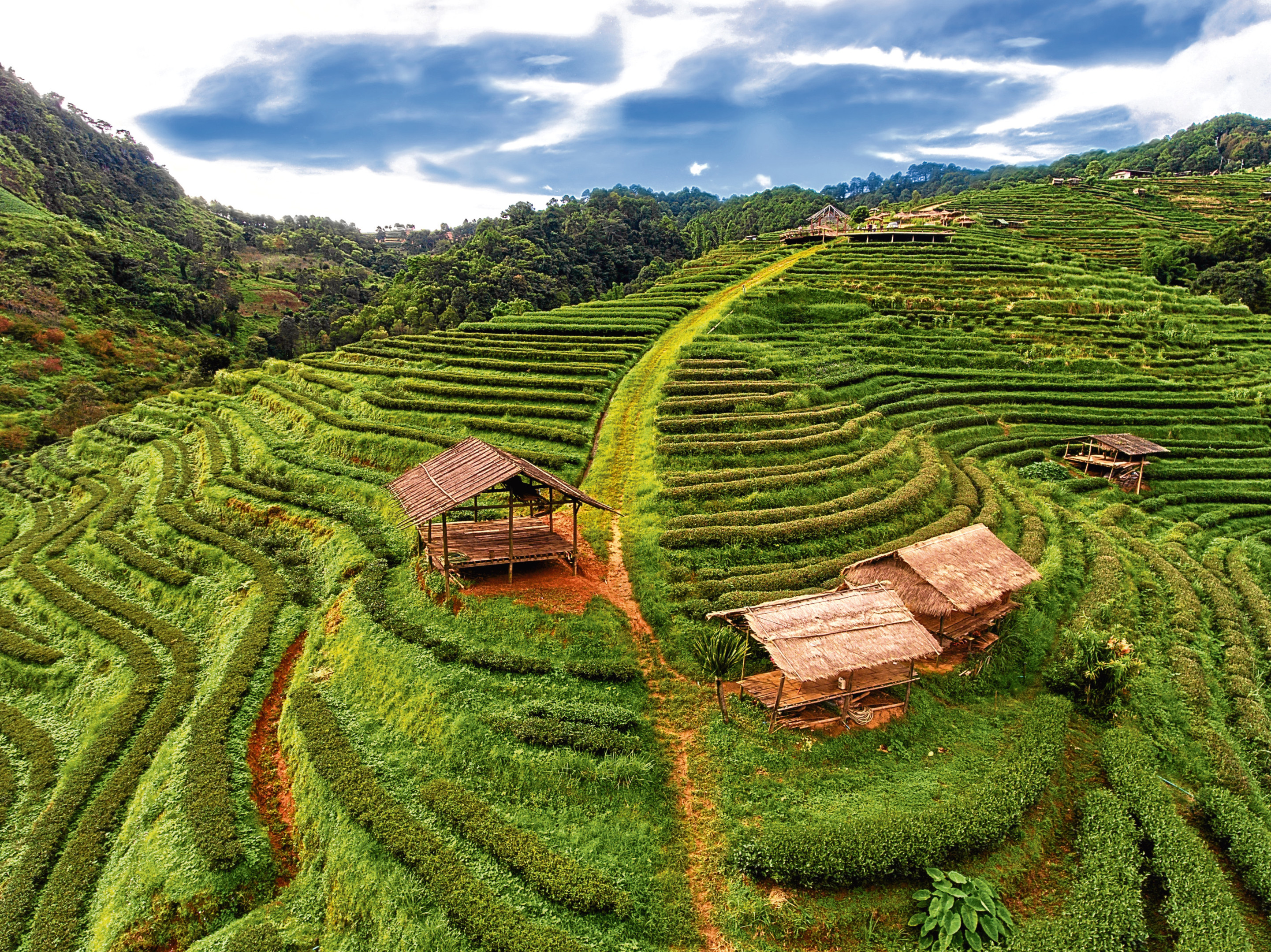 Tea plantation terrace in Chiang Mai, Thailand (Getty Images)