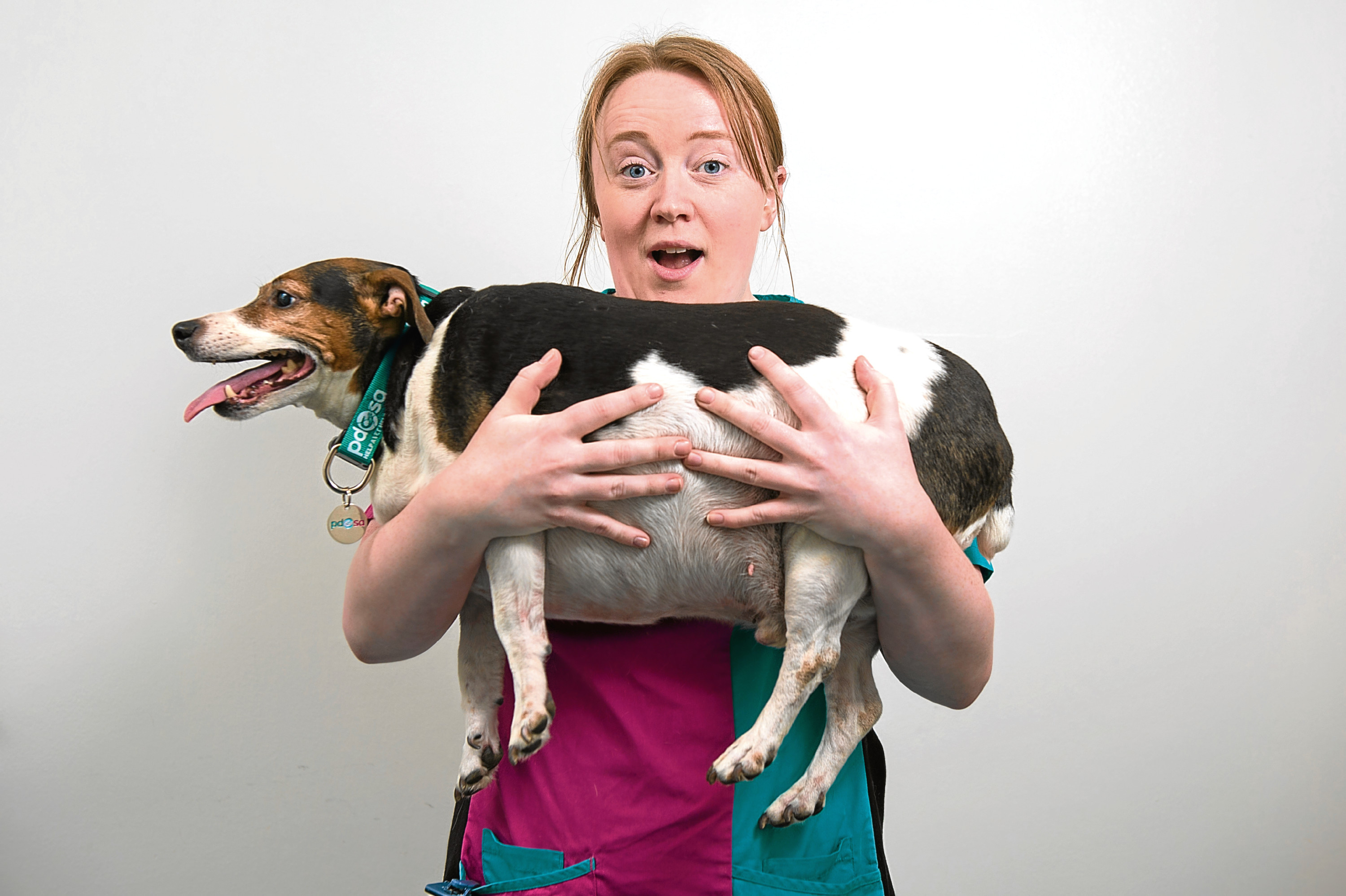 Alfie the overweight Jack Russell for the PDSA Pet Fit Club at the Bow, East London, surgery. (Ben Stevens)