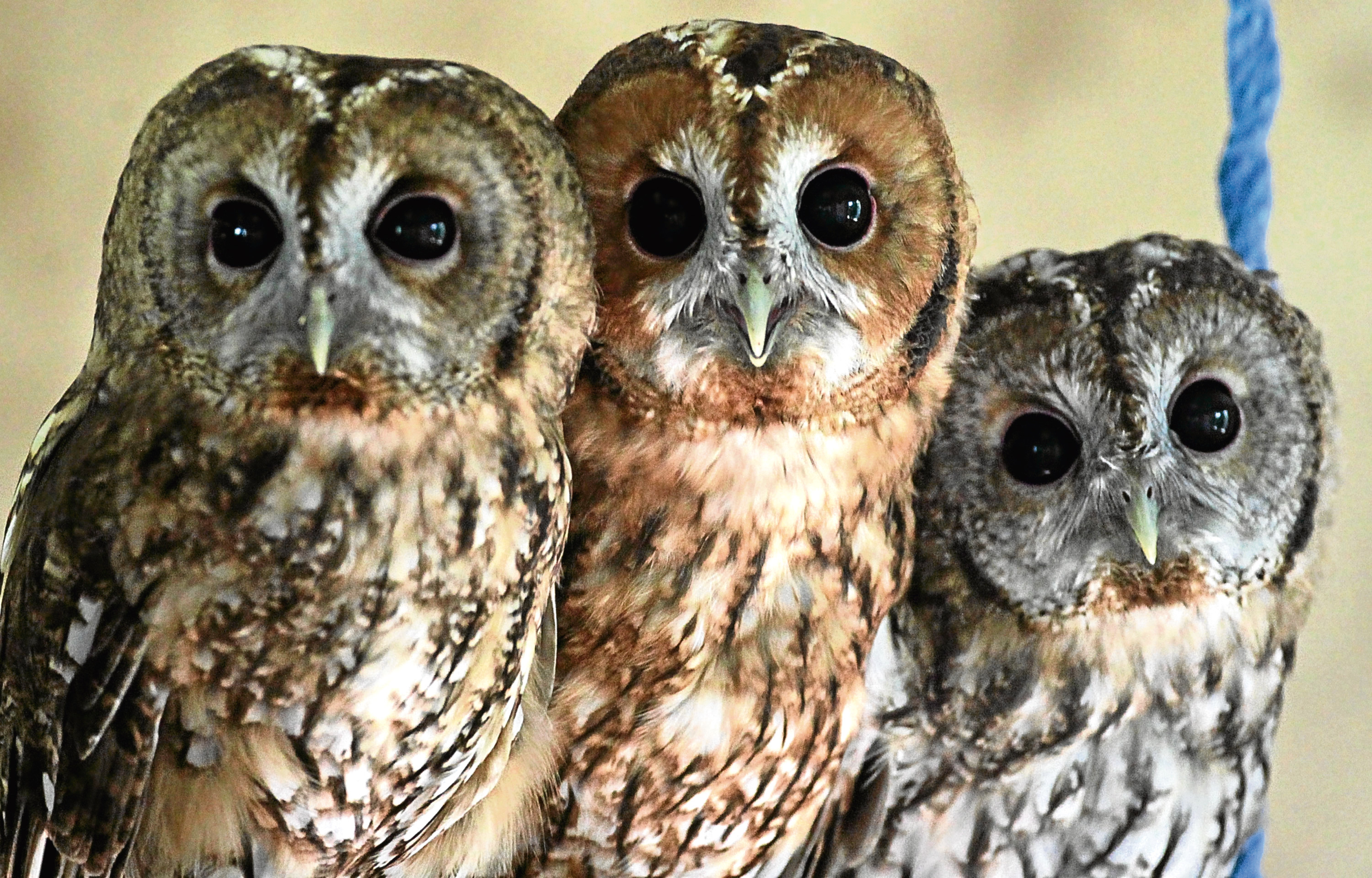 Baby tawny owls (Getty Images)