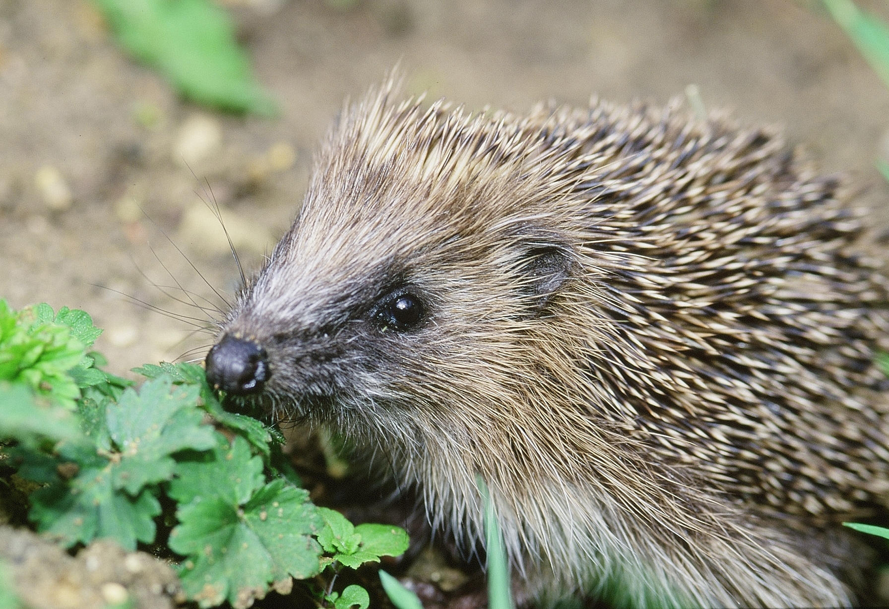 Hedgehog numbers in the countryside have halved since the turn of the century, a new report warns (Stephen Oliver/PTES/BHPS/PA Wire)