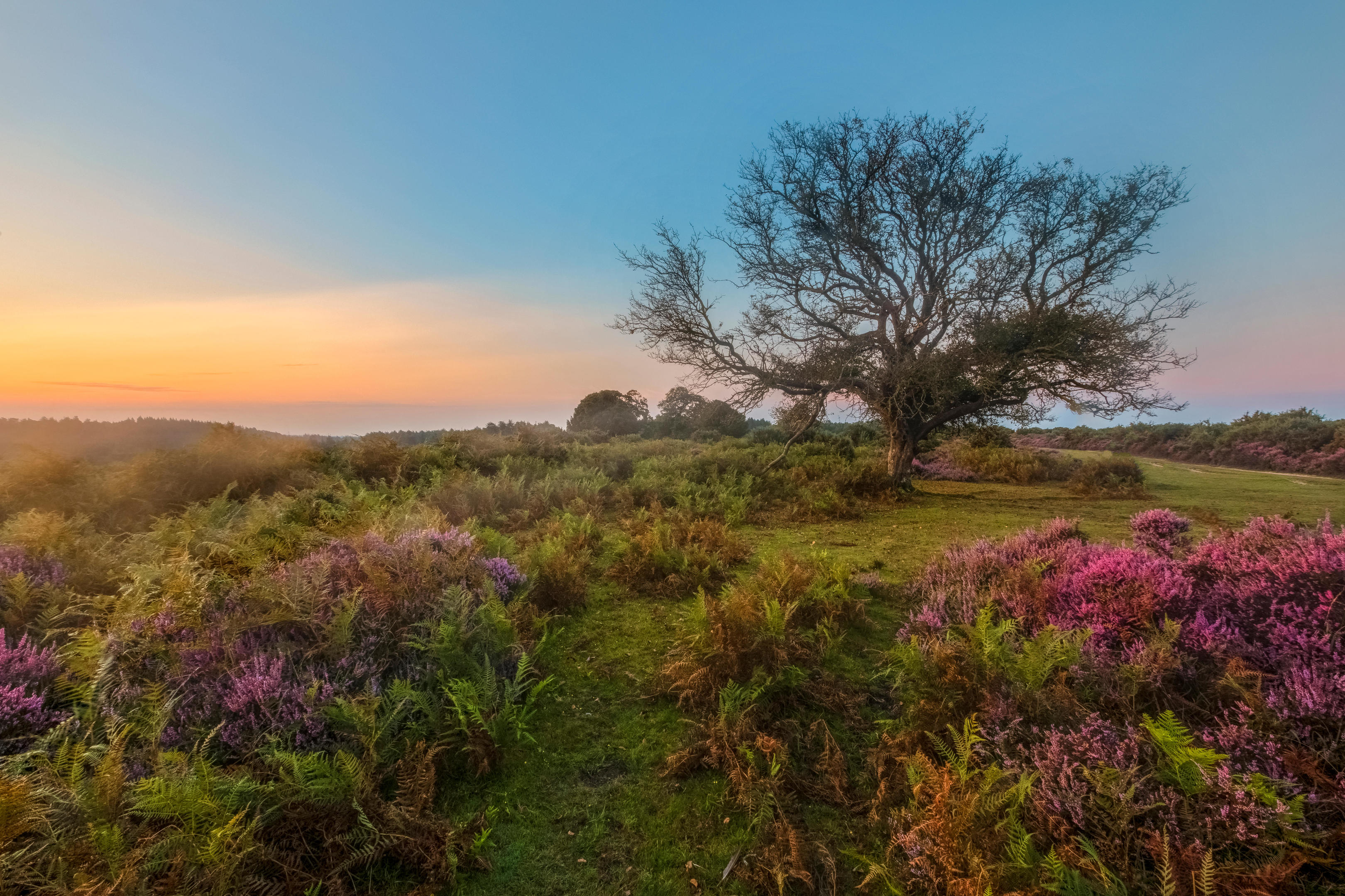 New Forest, Hampshire (Alamy)