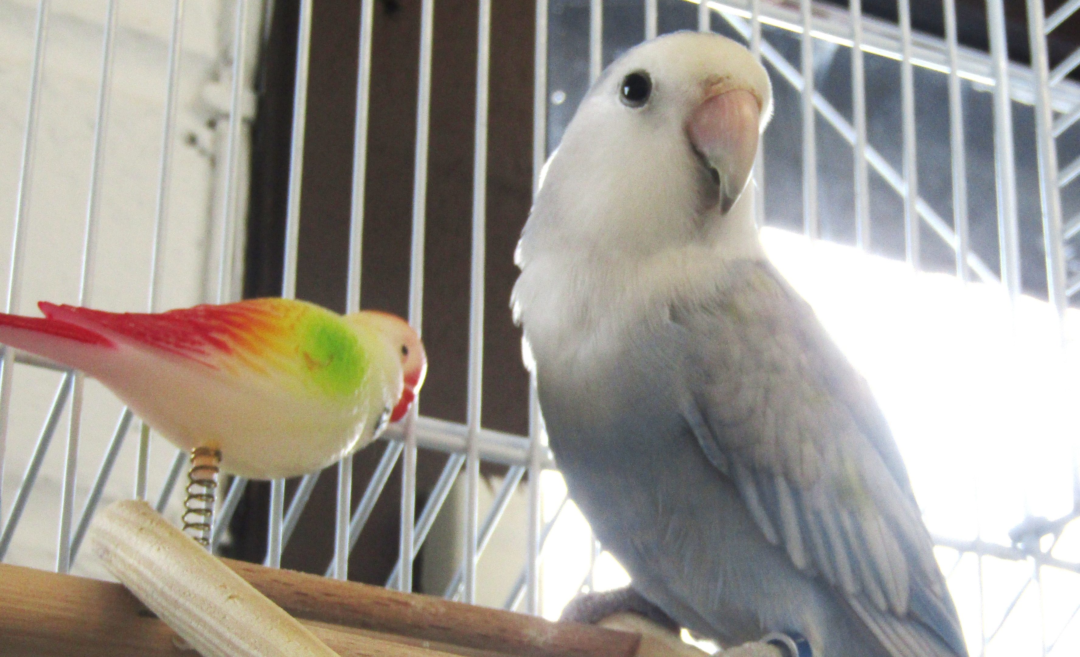 McTavish the lovebird (Scottish SPCA)