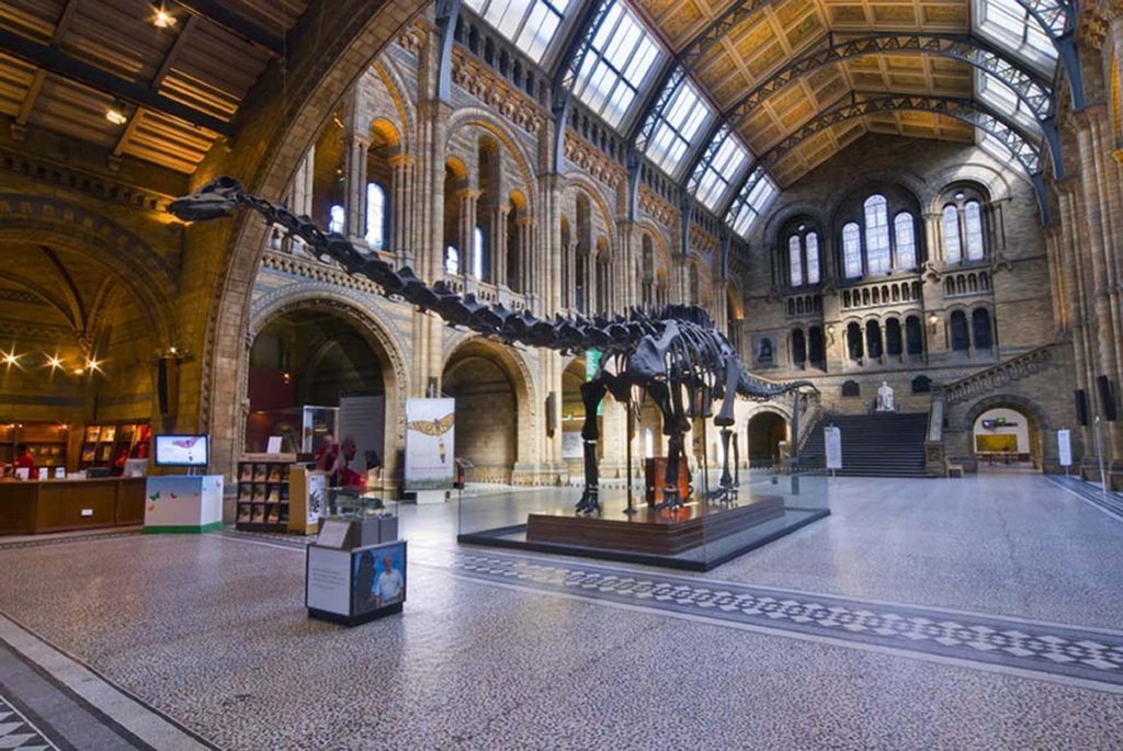 diplodocus in natural history museum