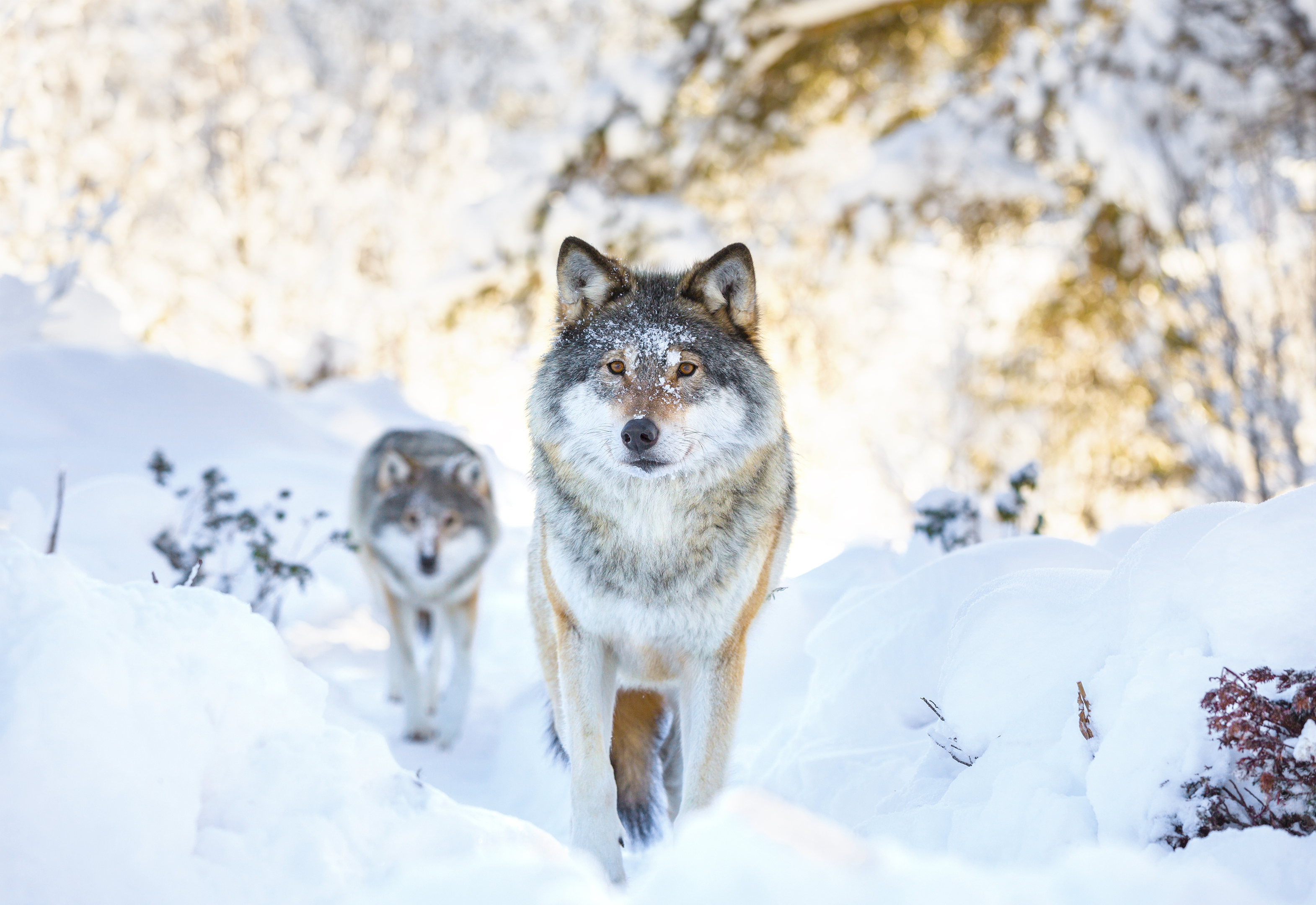 Wolves (Getty Images)