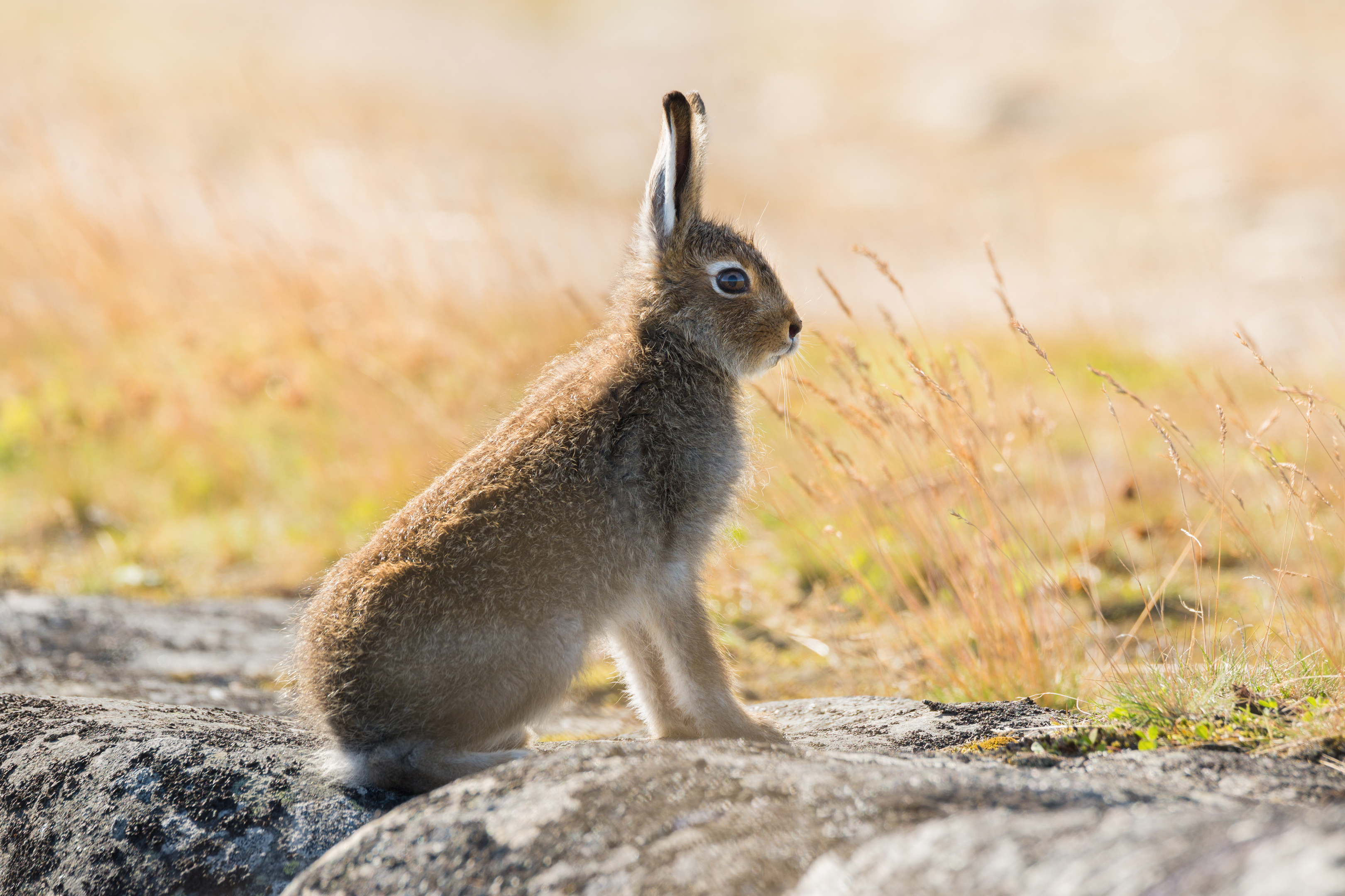 Mountain hare (Getty Images)