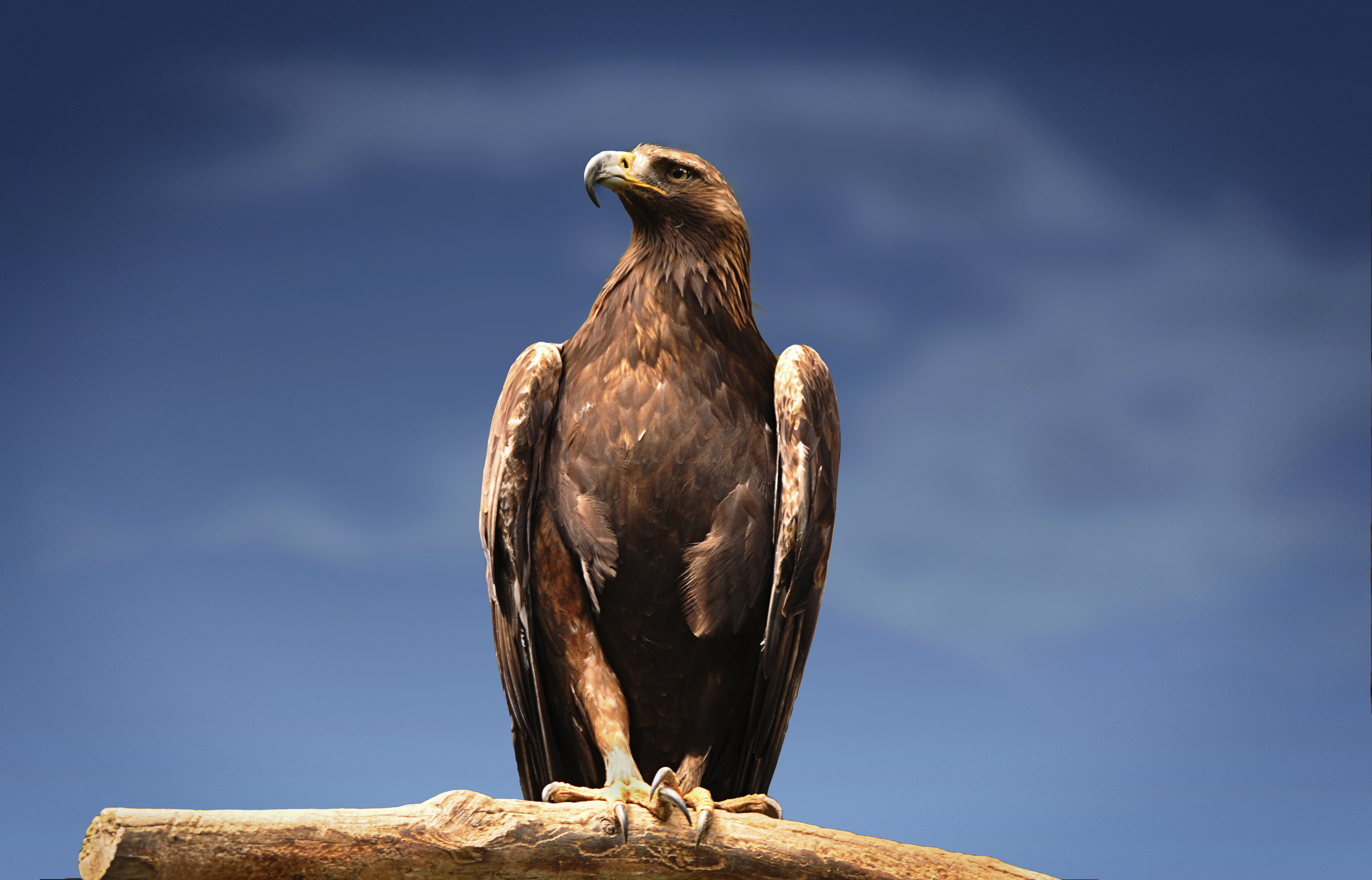 A Golden Eagle (Getty Images)