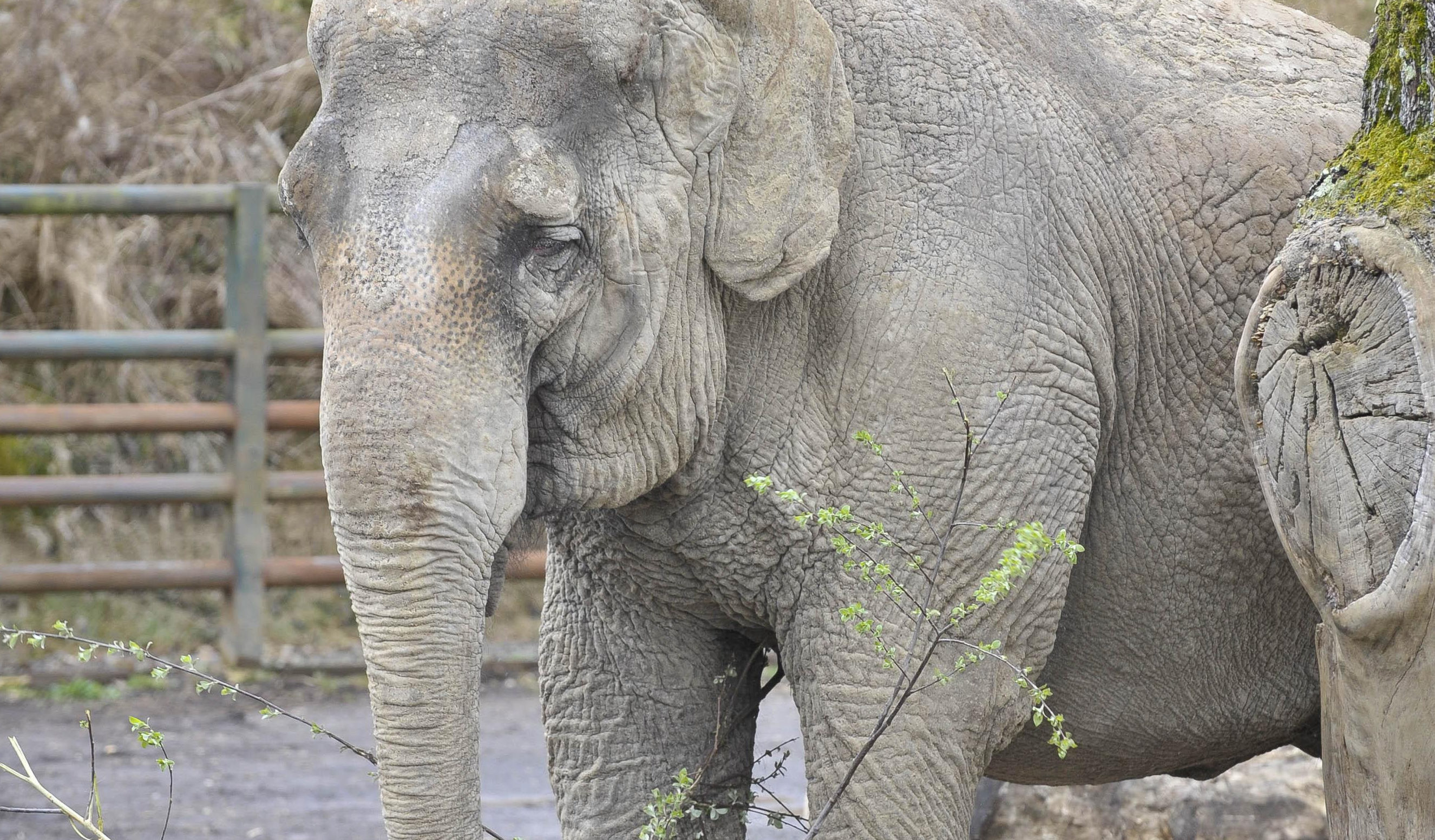 Anne the rescued elephant in her enclosure at Longleat Safari Park (PA Archive)