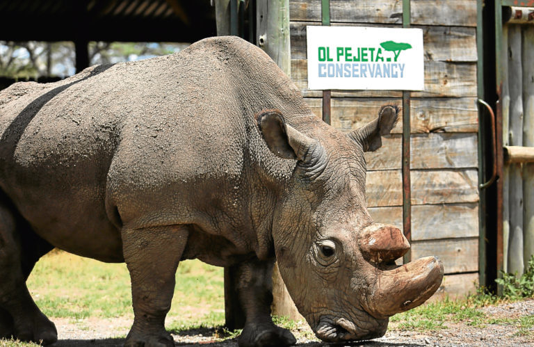 gestation period of white rhino