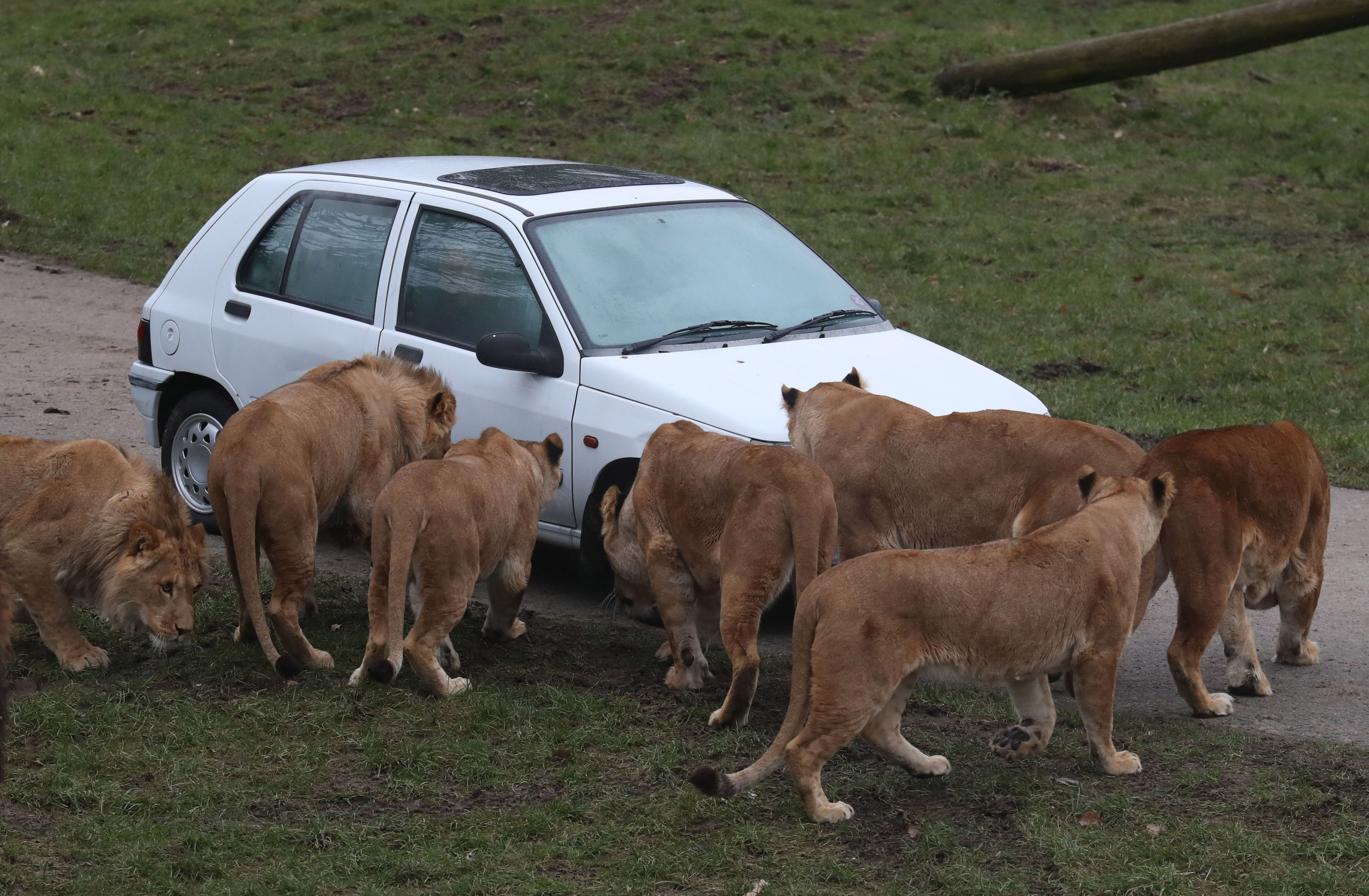 Lions look at a smoke filled car at Blair Drummond Safari Park, near Stirling, as staff simulated a car fire inside the lion enclosure to test the response of animal handlers and the fire service. (Andrew Milligan/PA Wire)