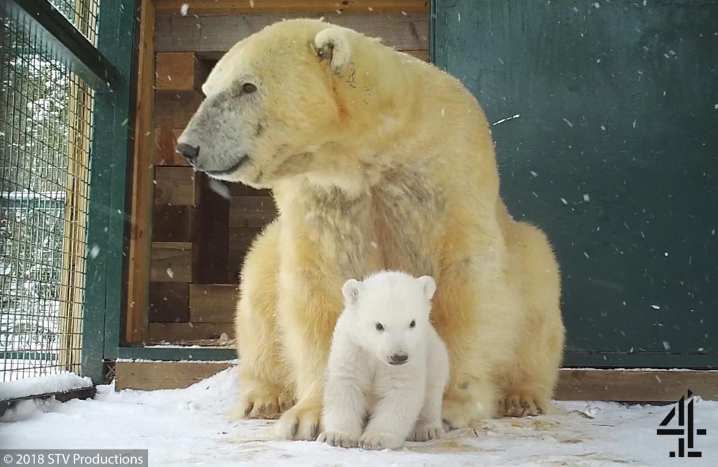 The first polar bear cub to be born in the UK for 25 years has emerged at the Royal Zoological Society of Scotland’s Highland Wildlife Park. (RZSS)