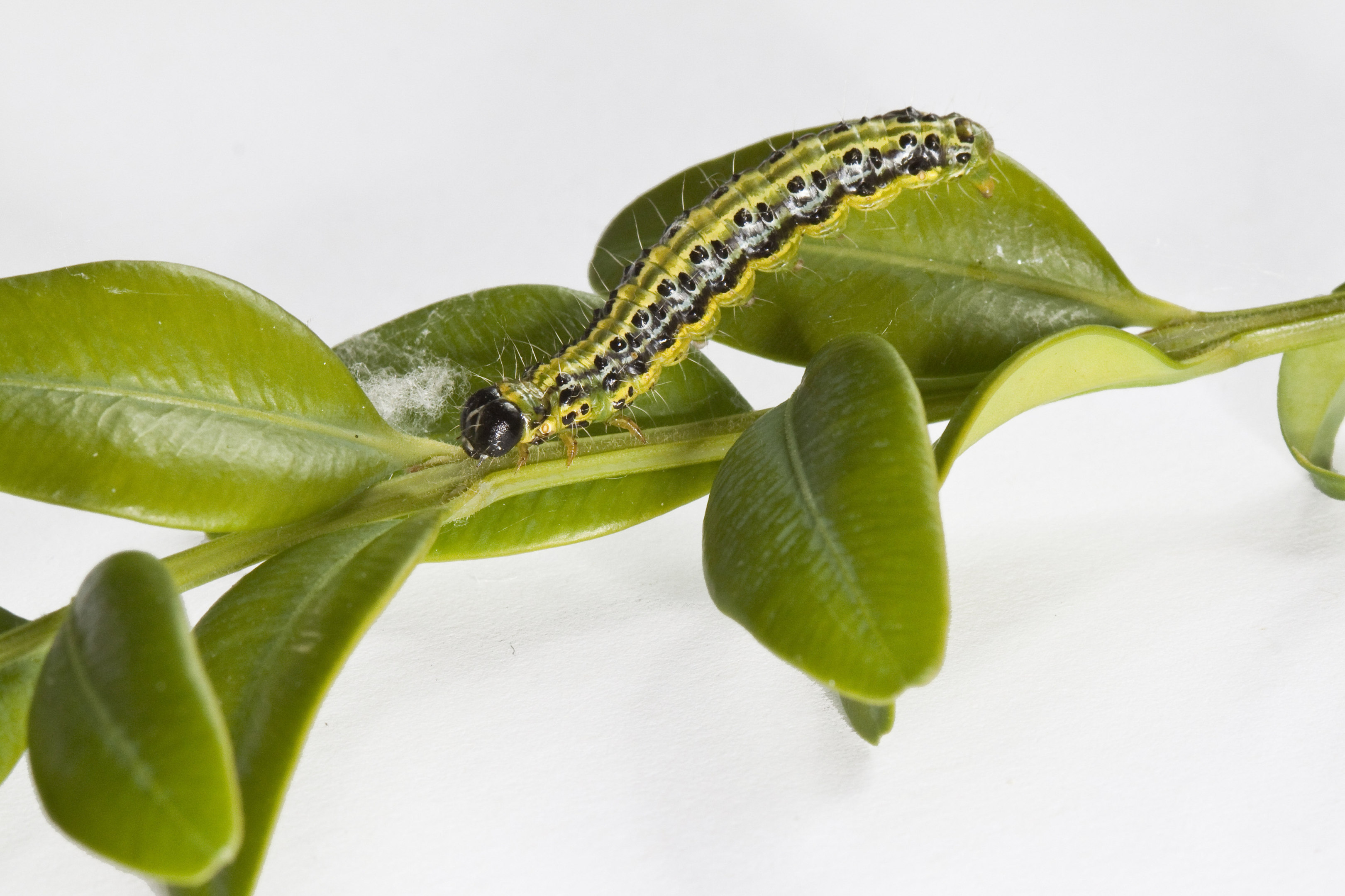 A box tree moth caterpillar (Carol Sheppard/RHS/PA Wire)
