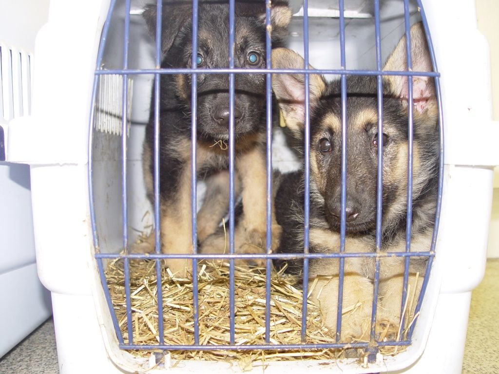 Many of the animals seized were victims of the illegal puppy trade (Scottish SPCA)