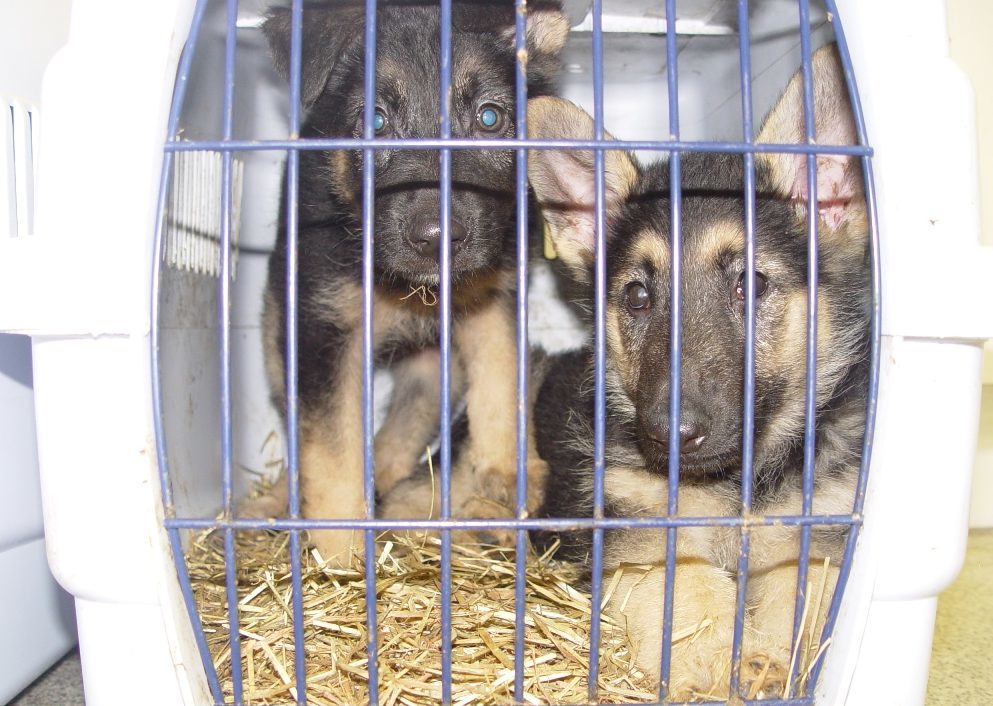 Many of the animals seized were victims of the illegal puppy trade (Scottish SPCA)