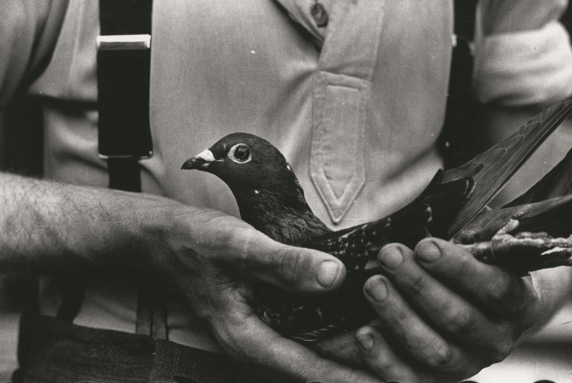One of the Operation Columba pigeons