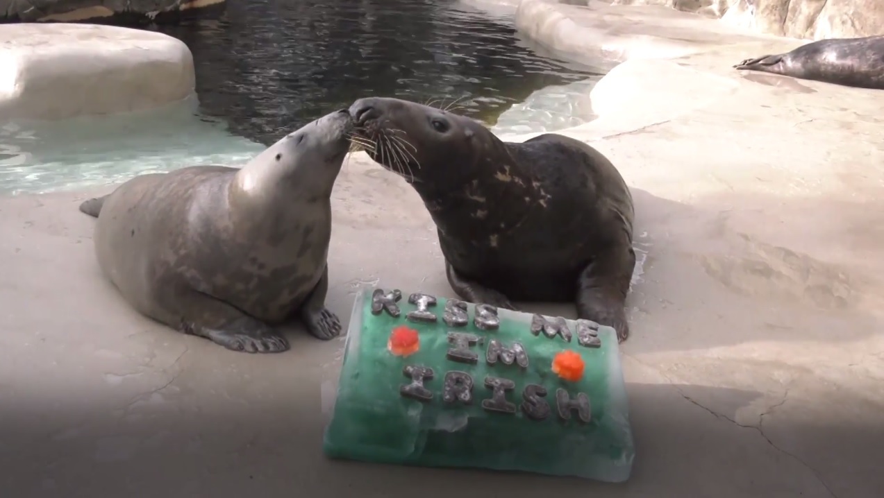 Grey seals Boone and Lily are treated to a St Patrick’s Day gelatin treat (PA)