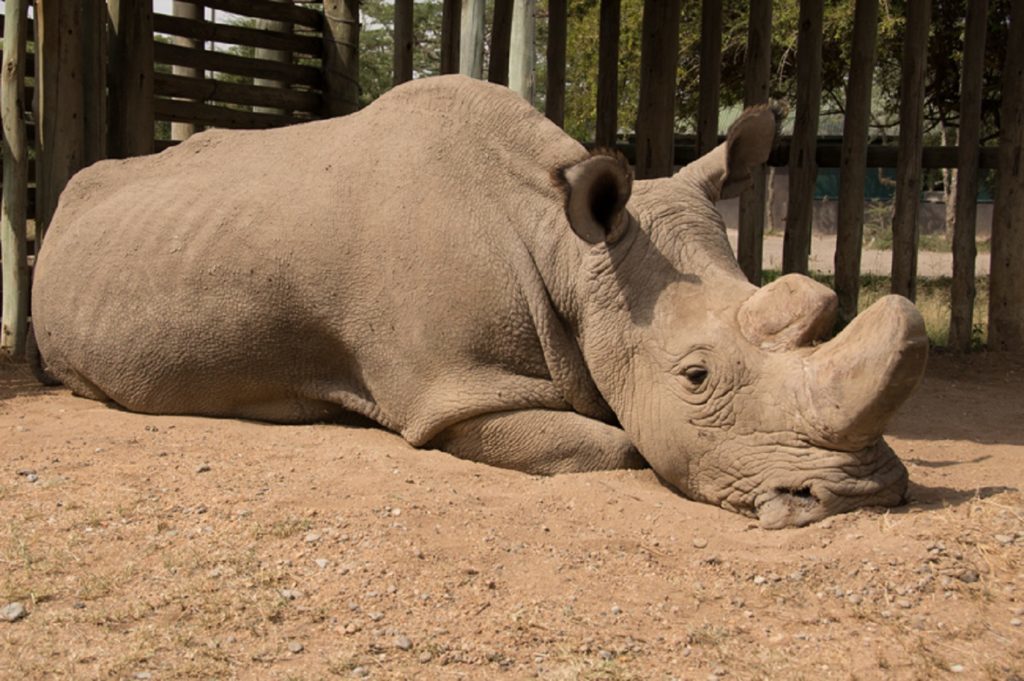 The world’s oldest white male rhino, Sudan, has died aged 45 (Ol Pejeta)